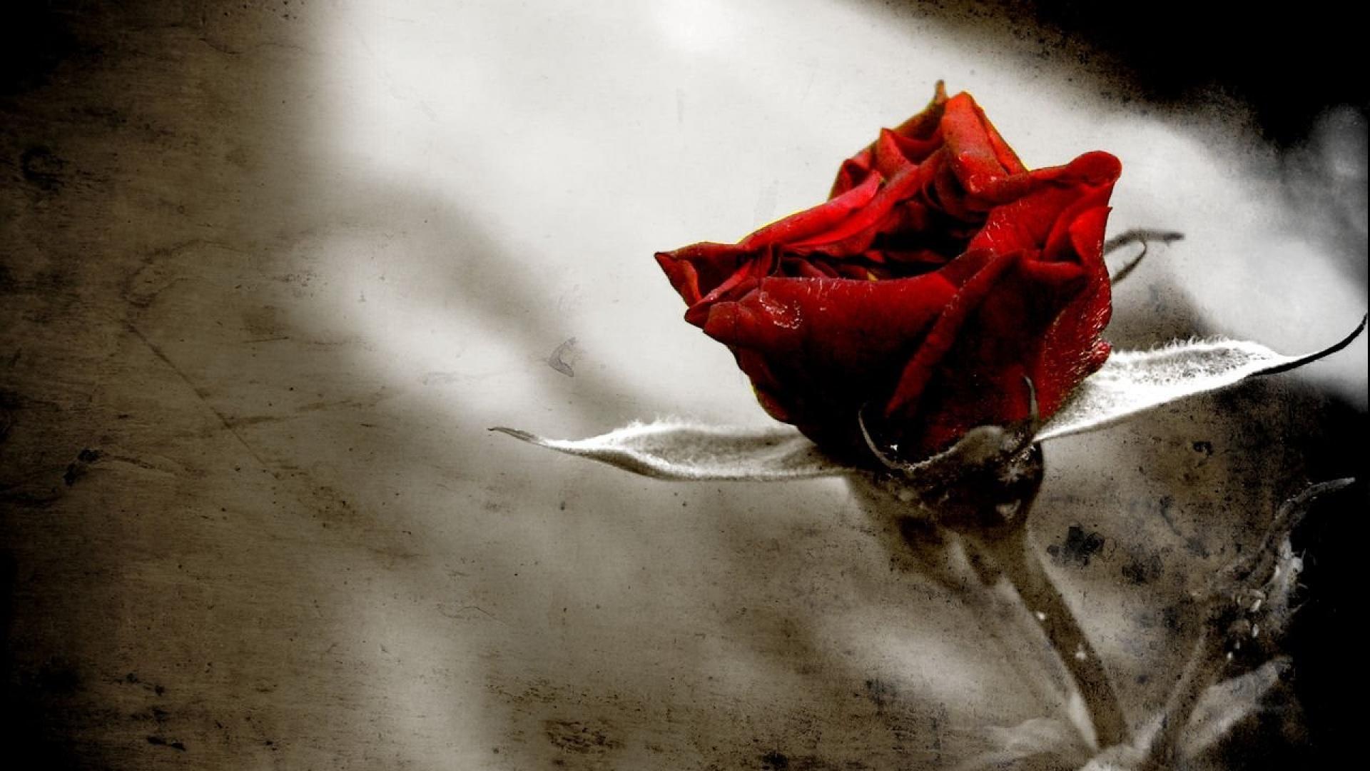 Gothic Black And Red Rose Wallpapers