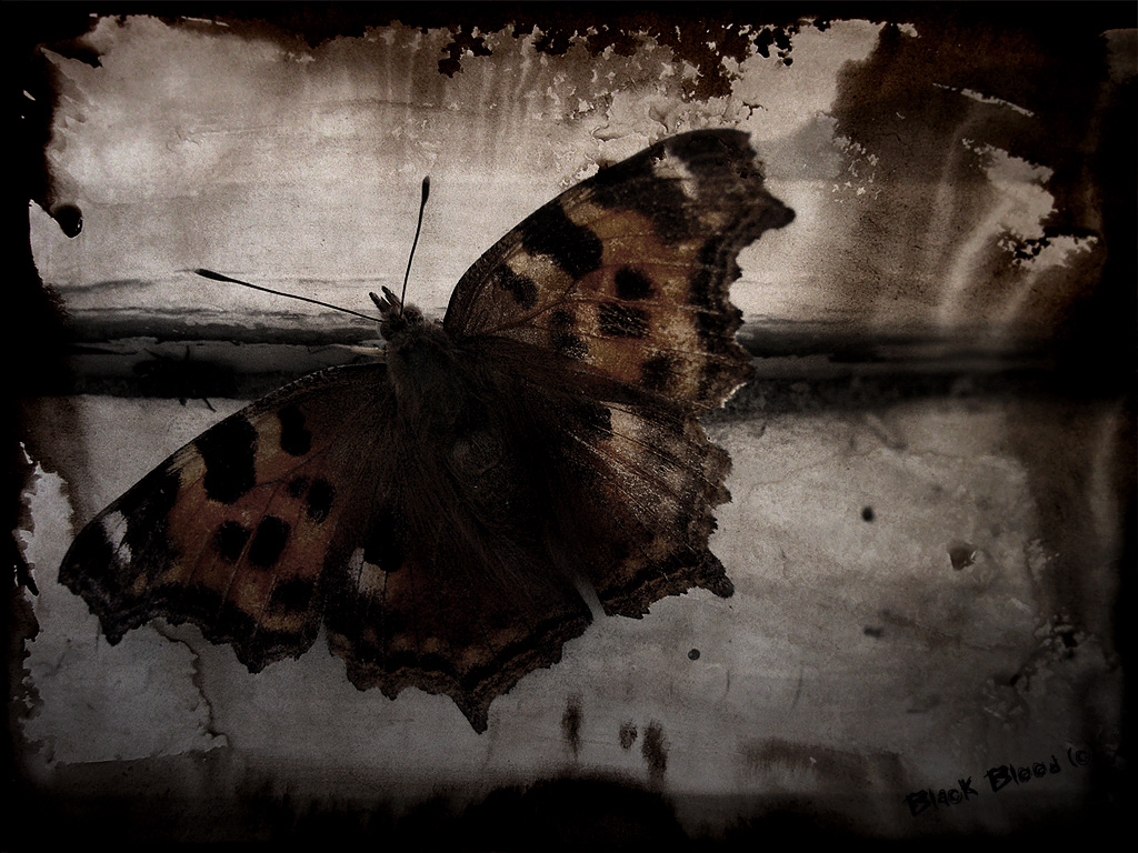 Gothic Butterfly Wallpapers