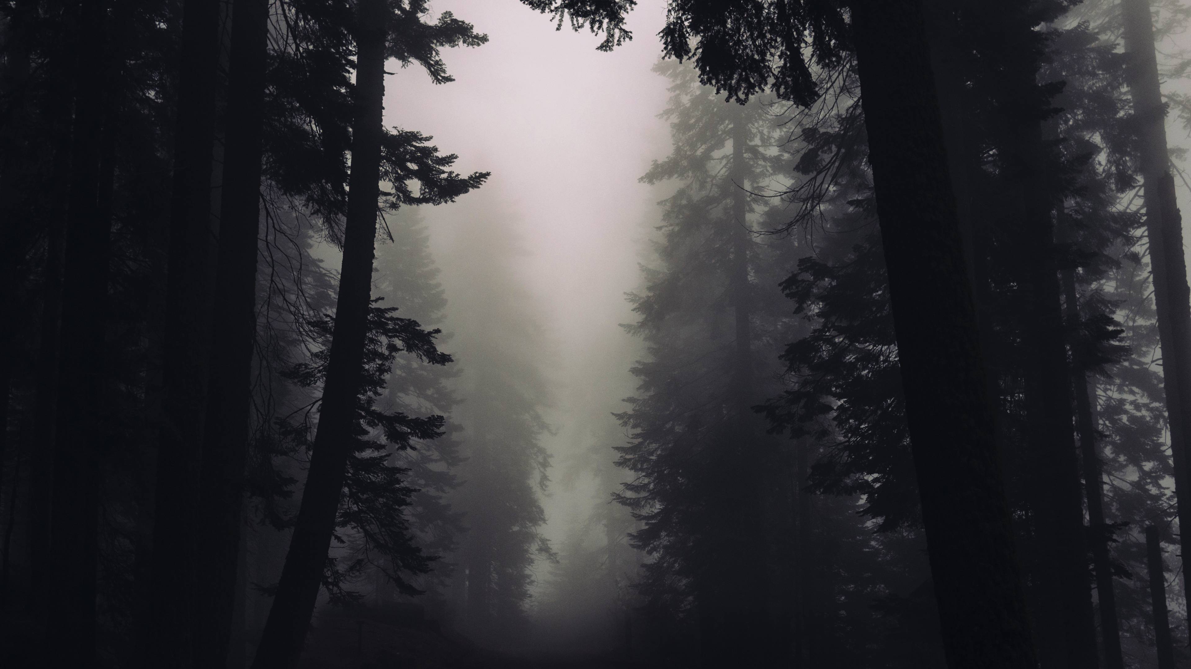 Gothic Forest Wallpapers