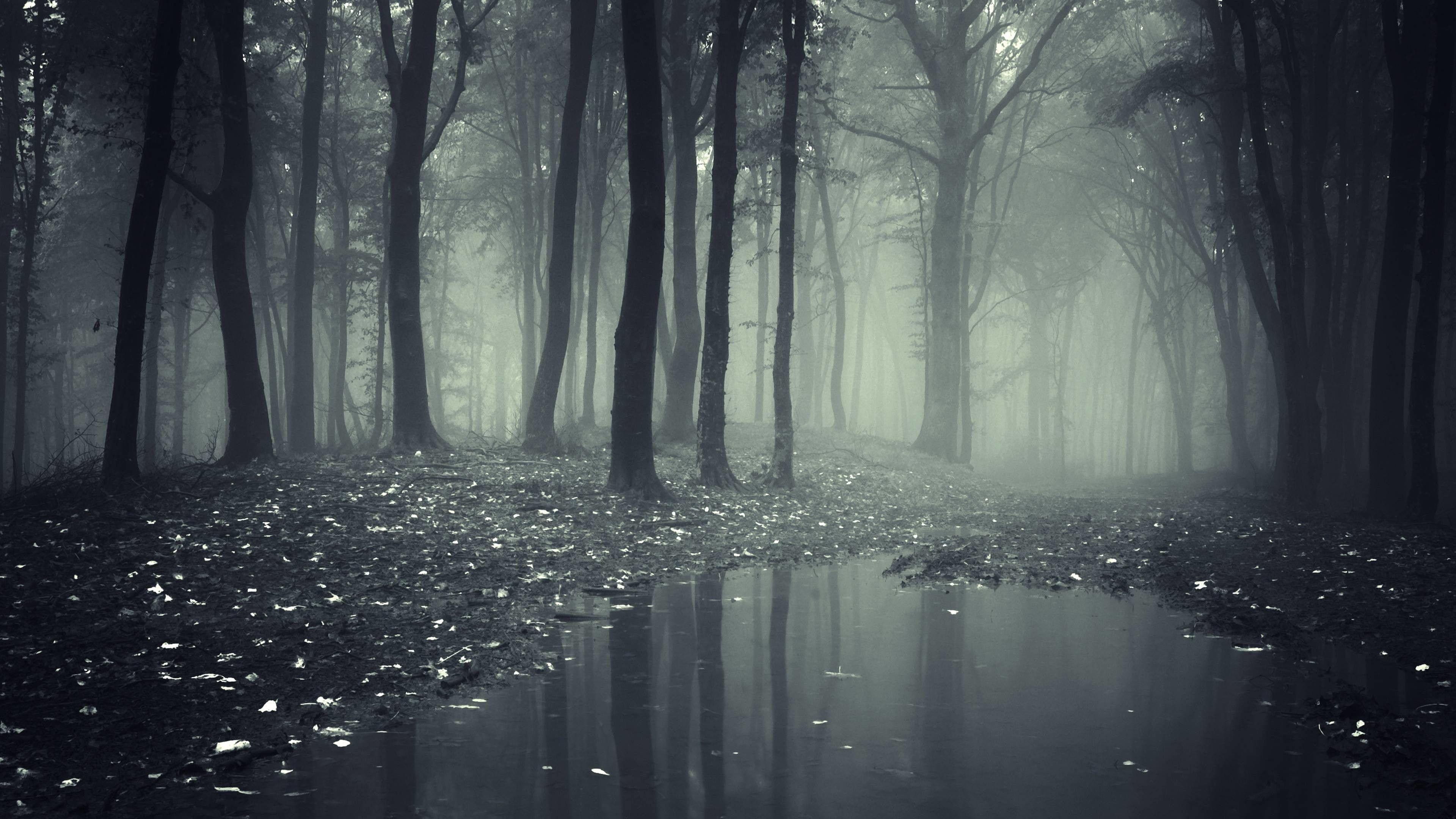 Gothic Forest Wallpapers