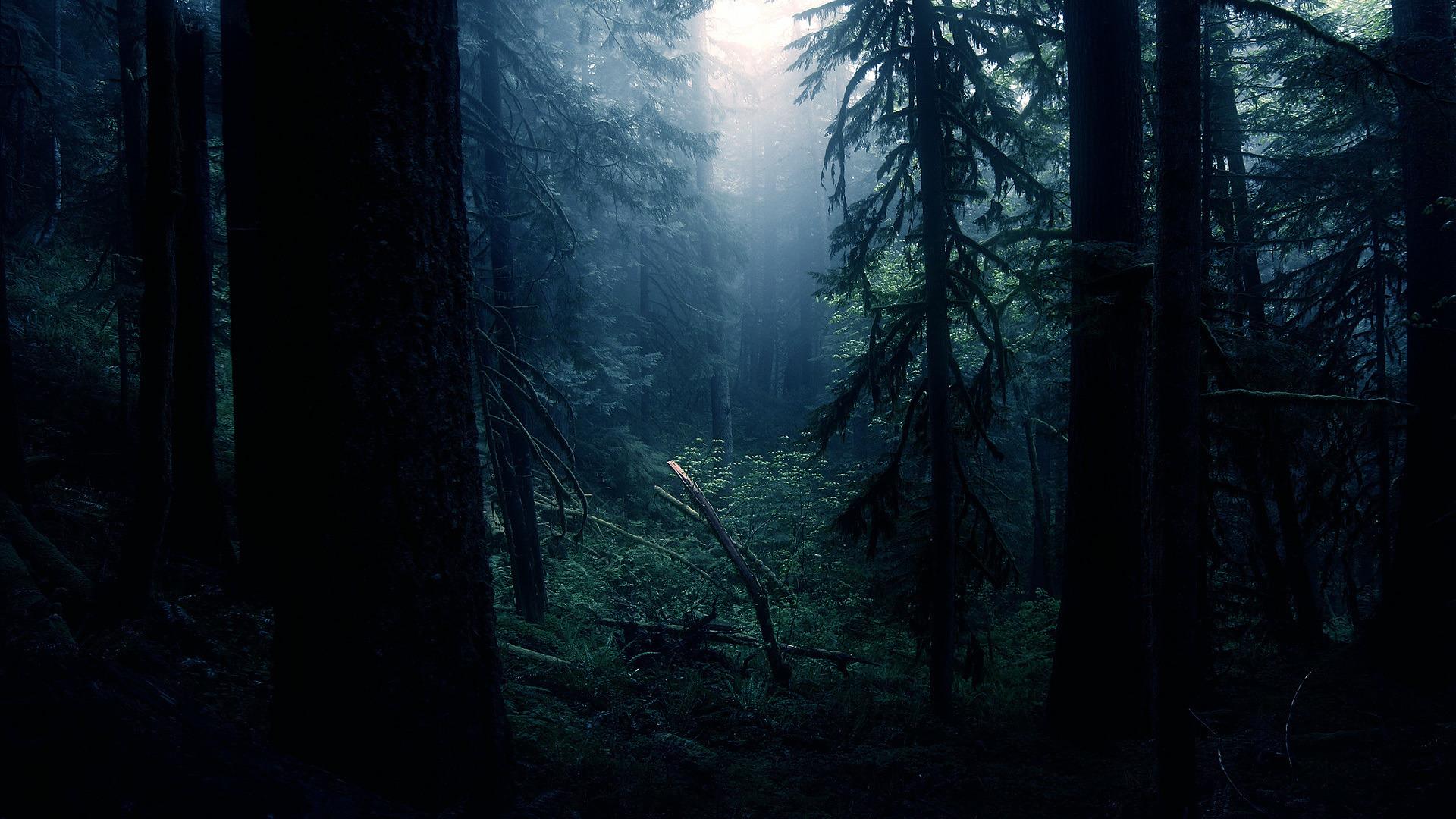 Gothic Forest Wallpapers