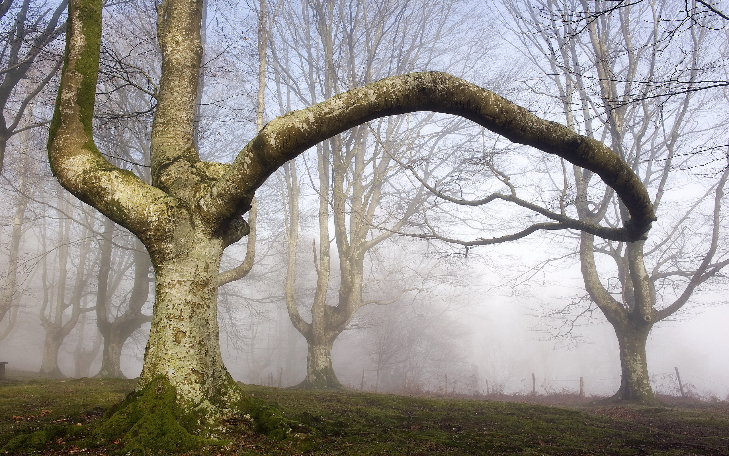 Gothic Forest Wallpapers