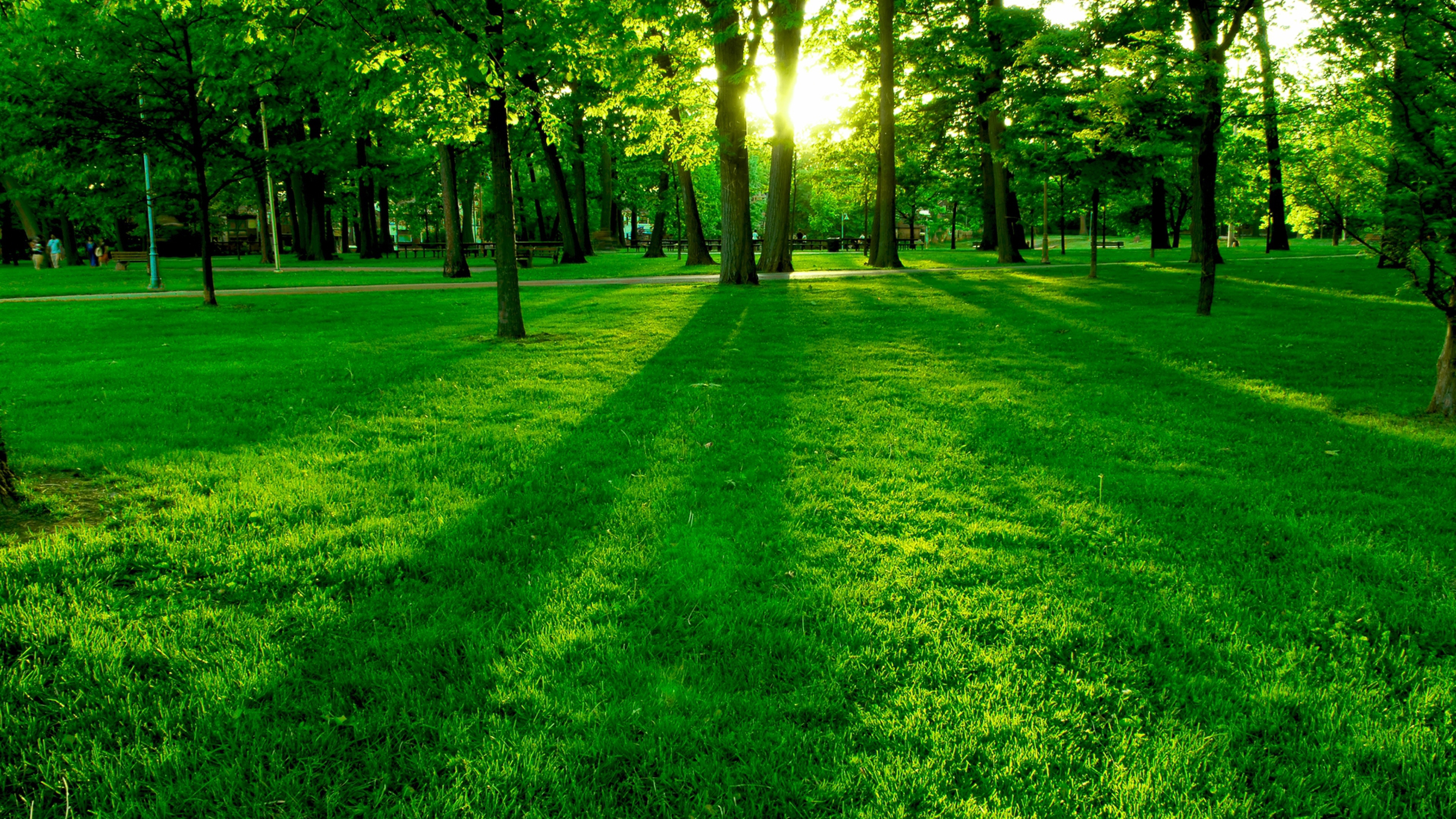 Grass Hd Wallpapers