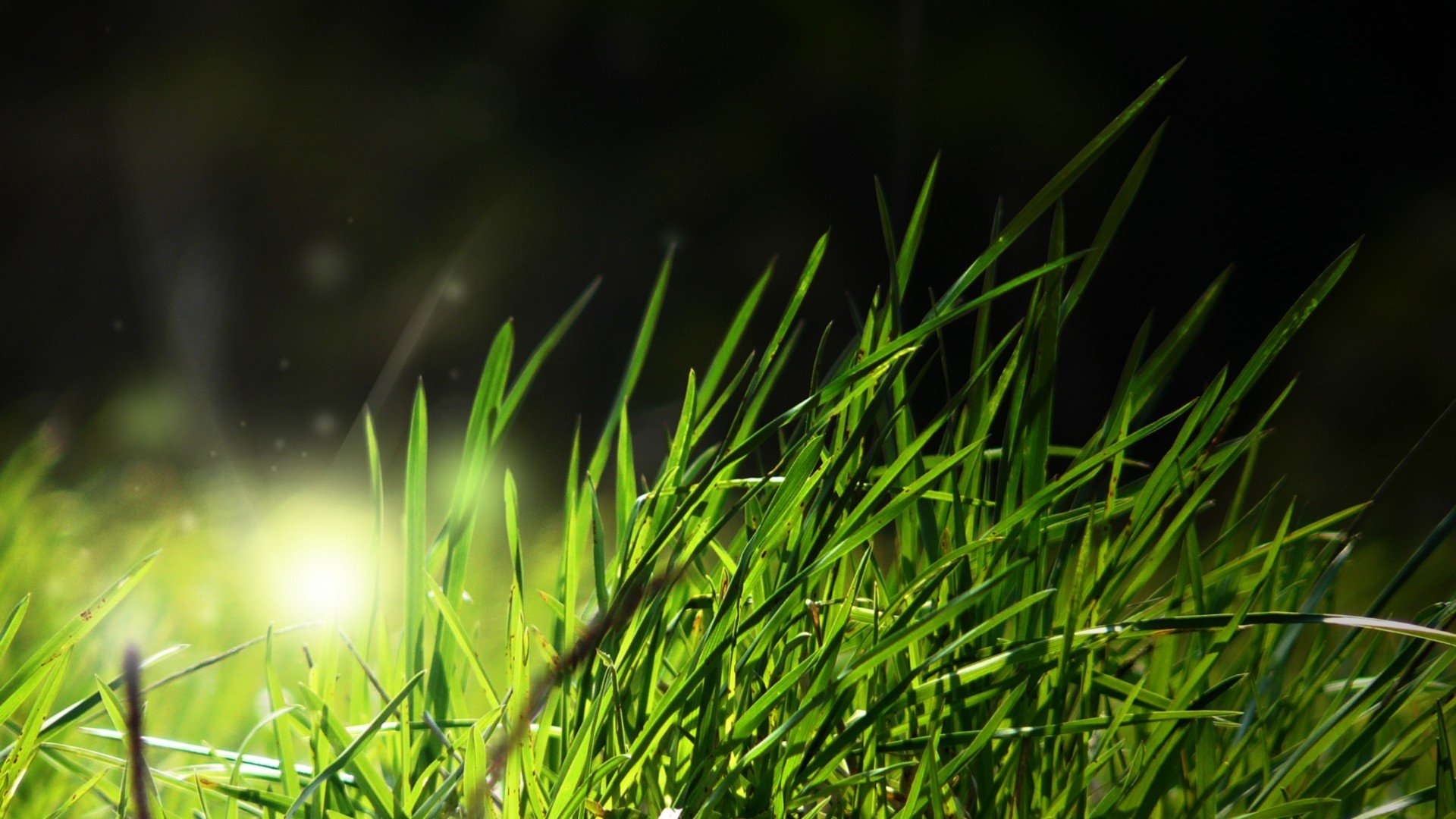 Grass Hd Wallpapers