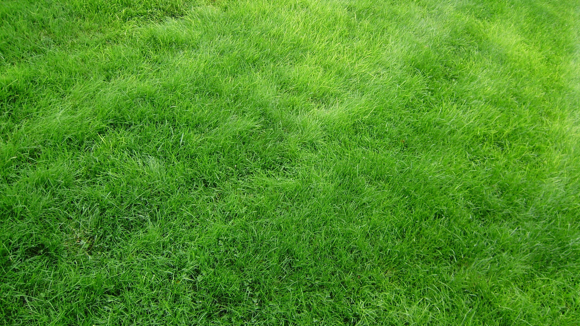 Grass Hd Wallpapers