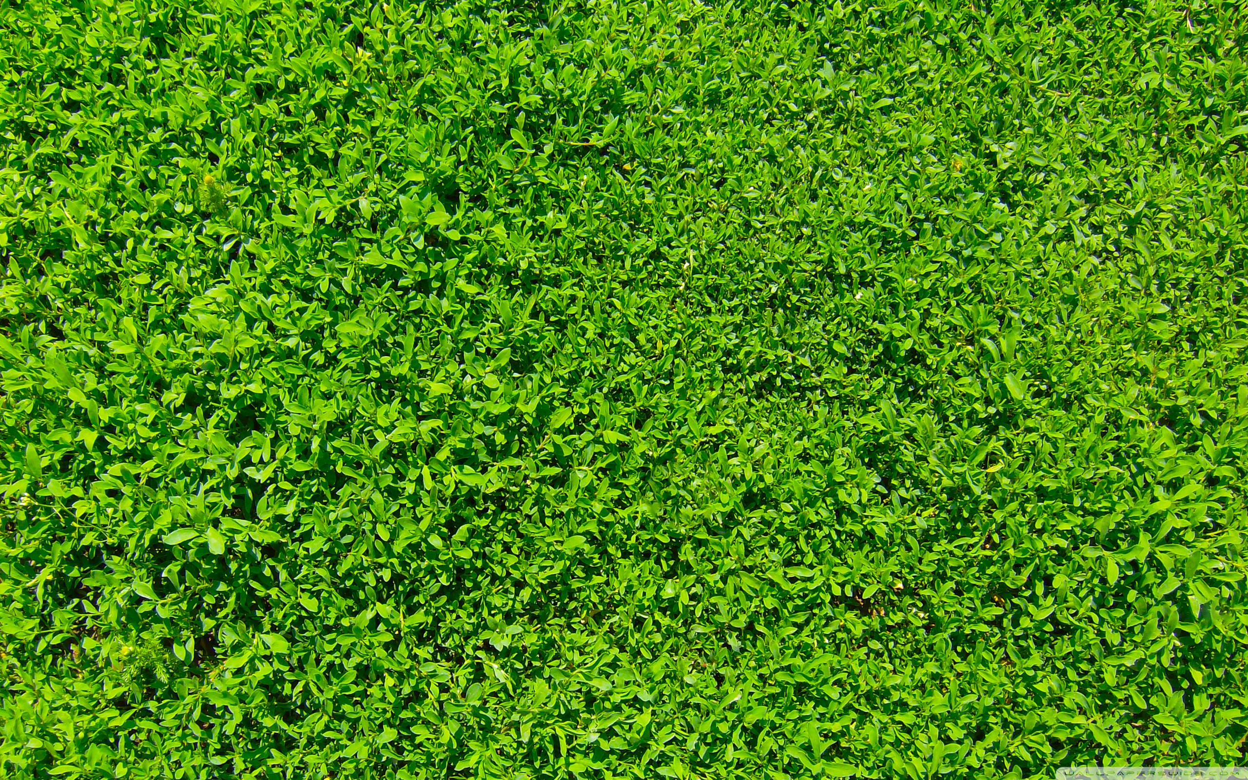 Grass Hd Wallpapers