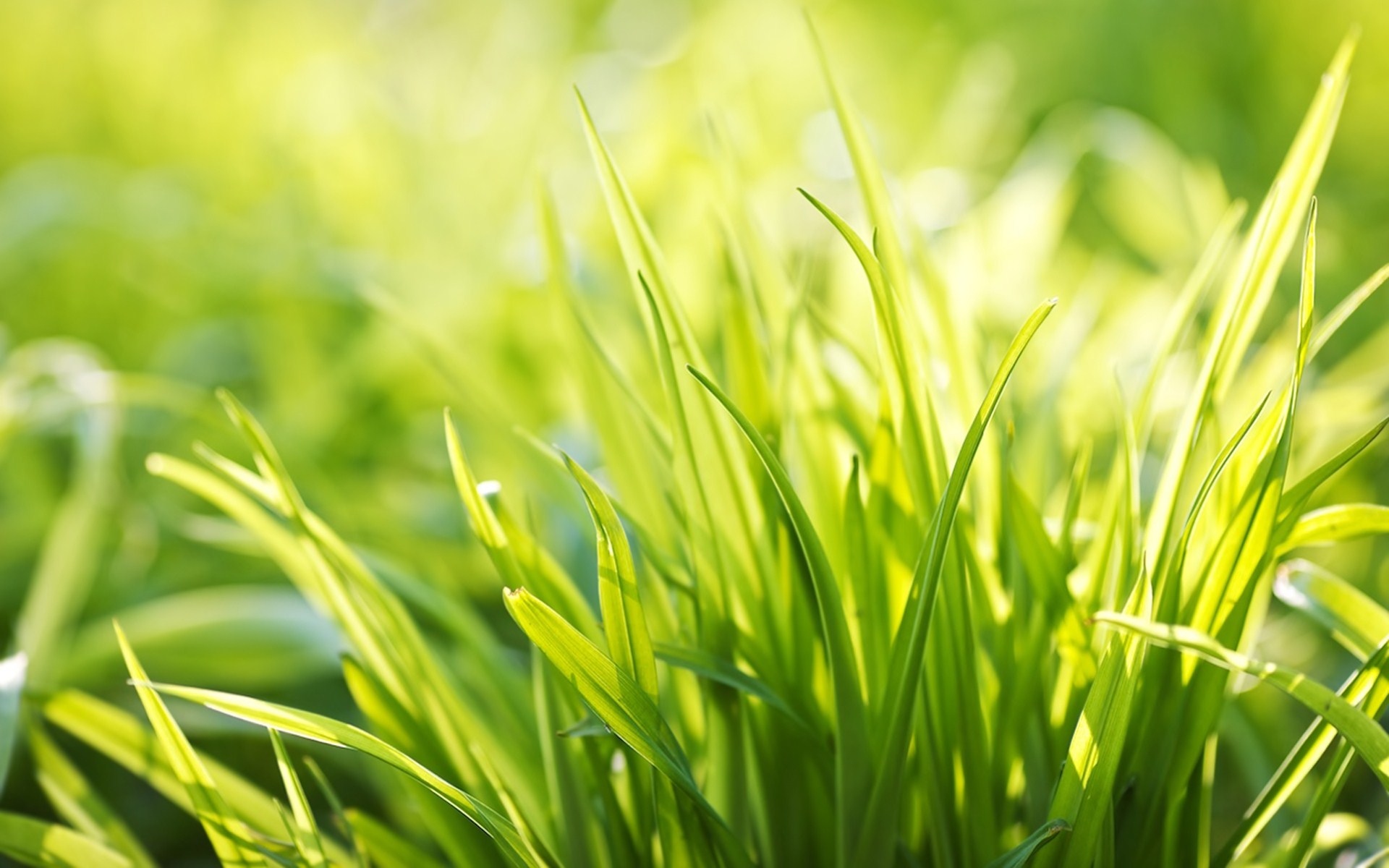 Grass Hd Wallpapers