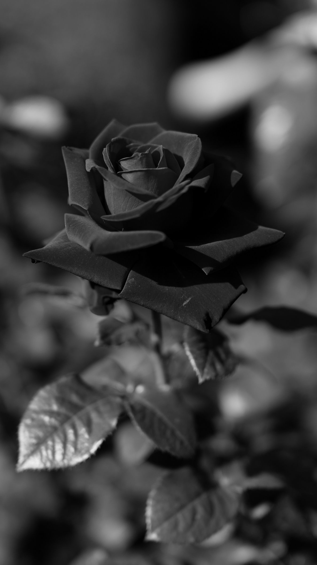 Gray Roses Wallpapers