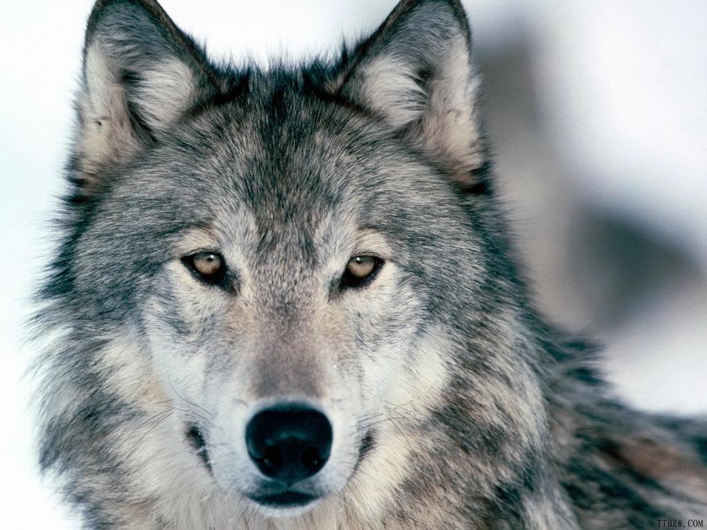 Gray Wolf Wallpapers