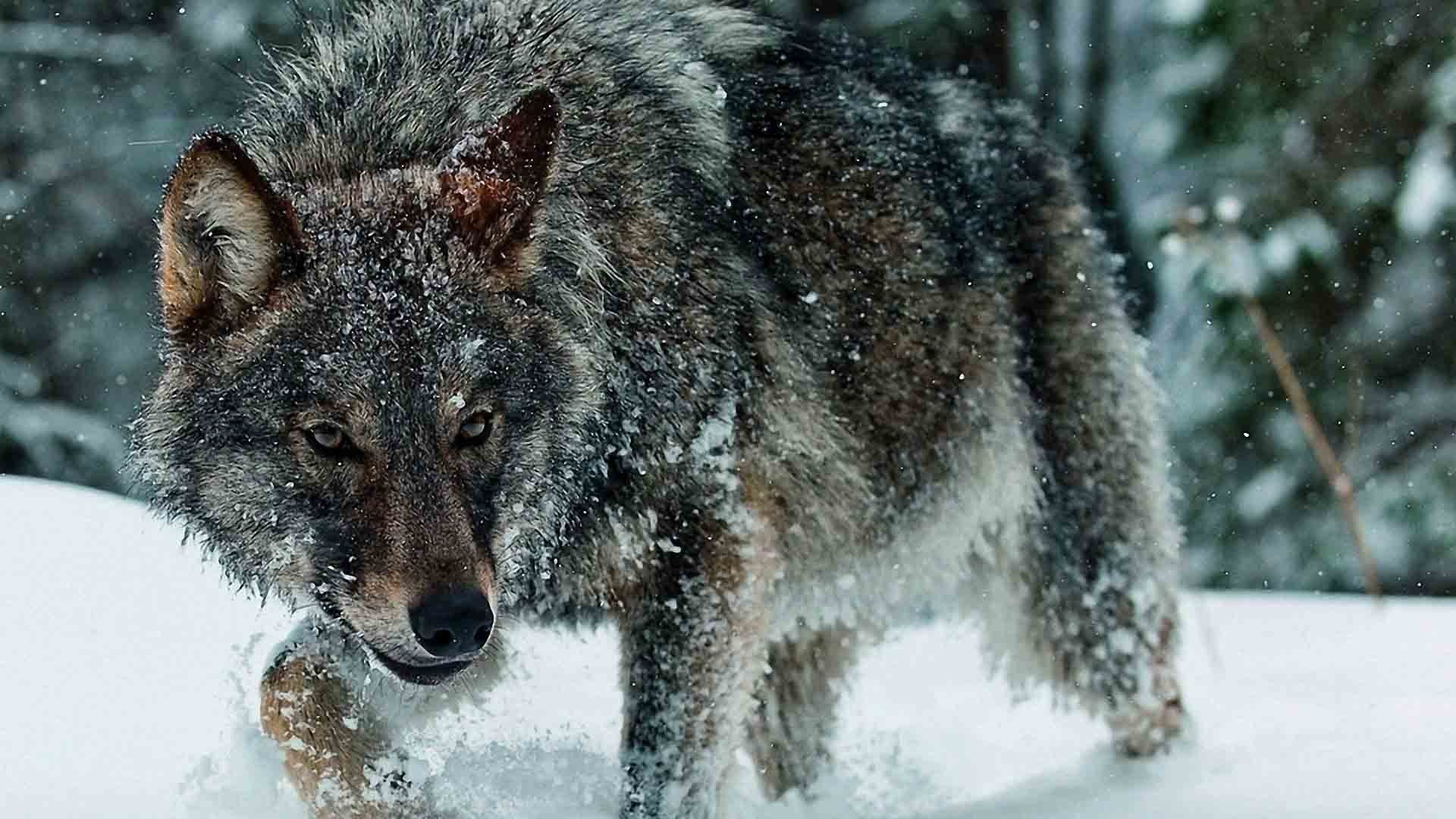 Gray Wolf Wallpapers