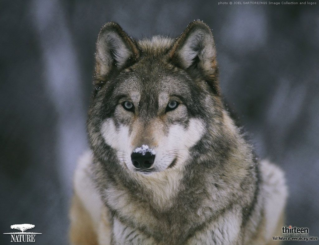 Gray Wolf Wallpapers