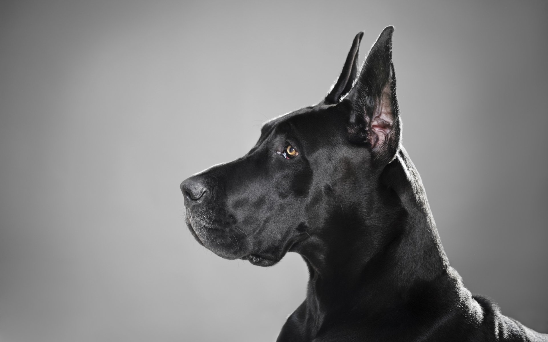 Great Danes Wallpapers