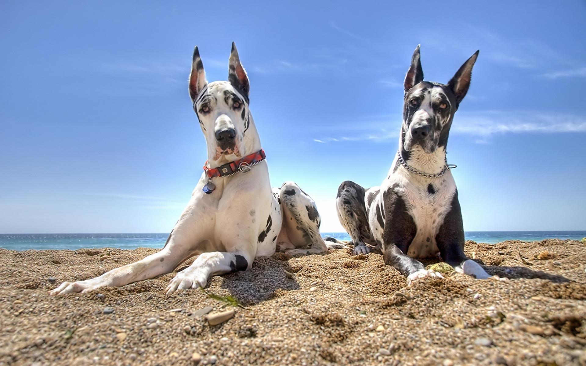 Great Danes Wallpapers