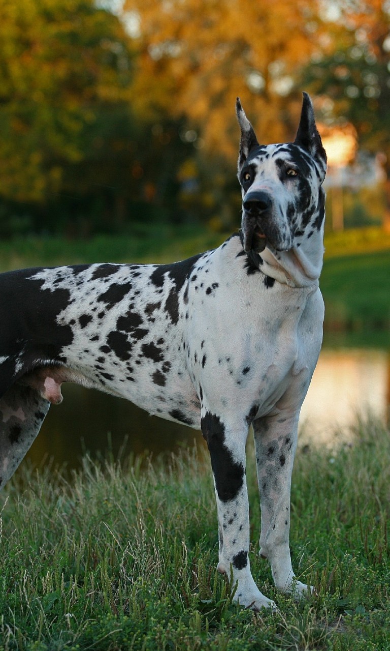 Great Danes Wallpapers