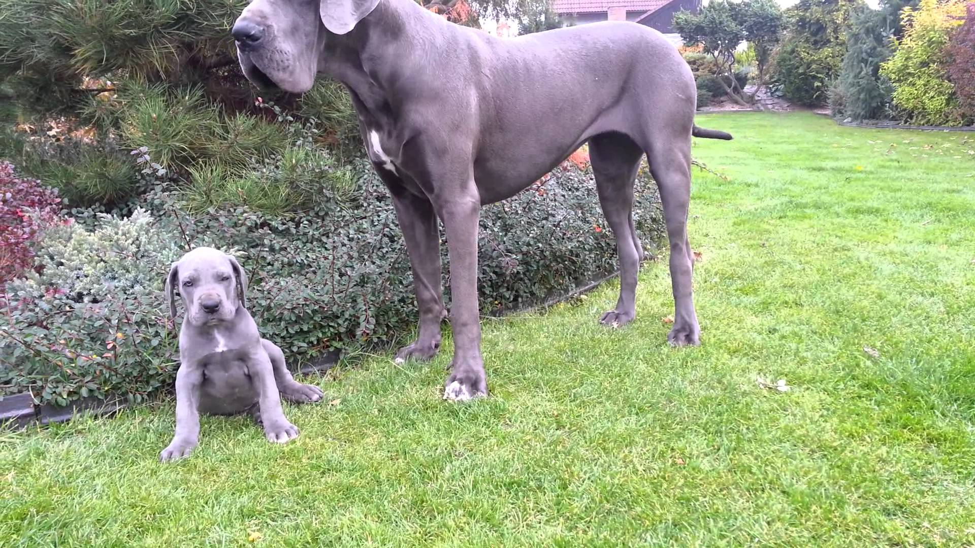 Great Danes Wallpapers