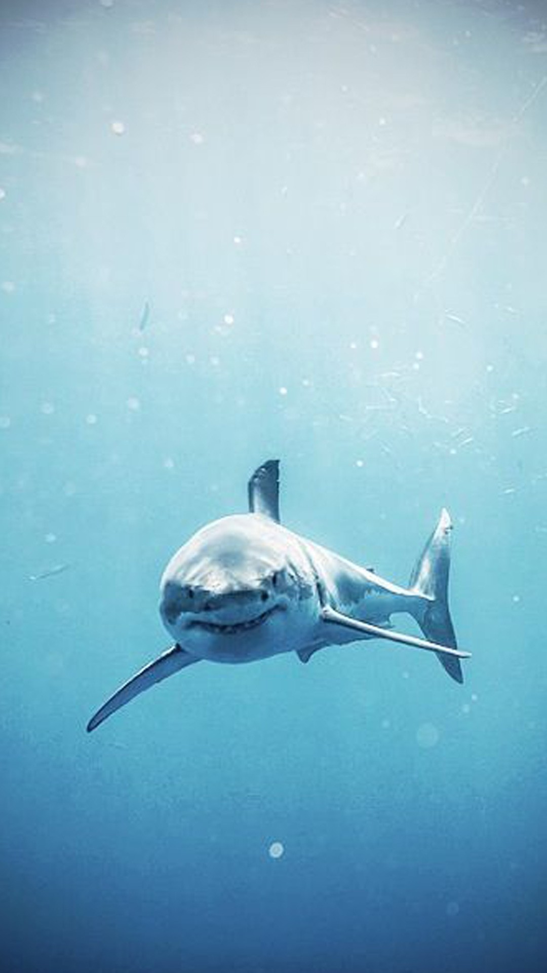 Great White Shark Iphone Wallpapers