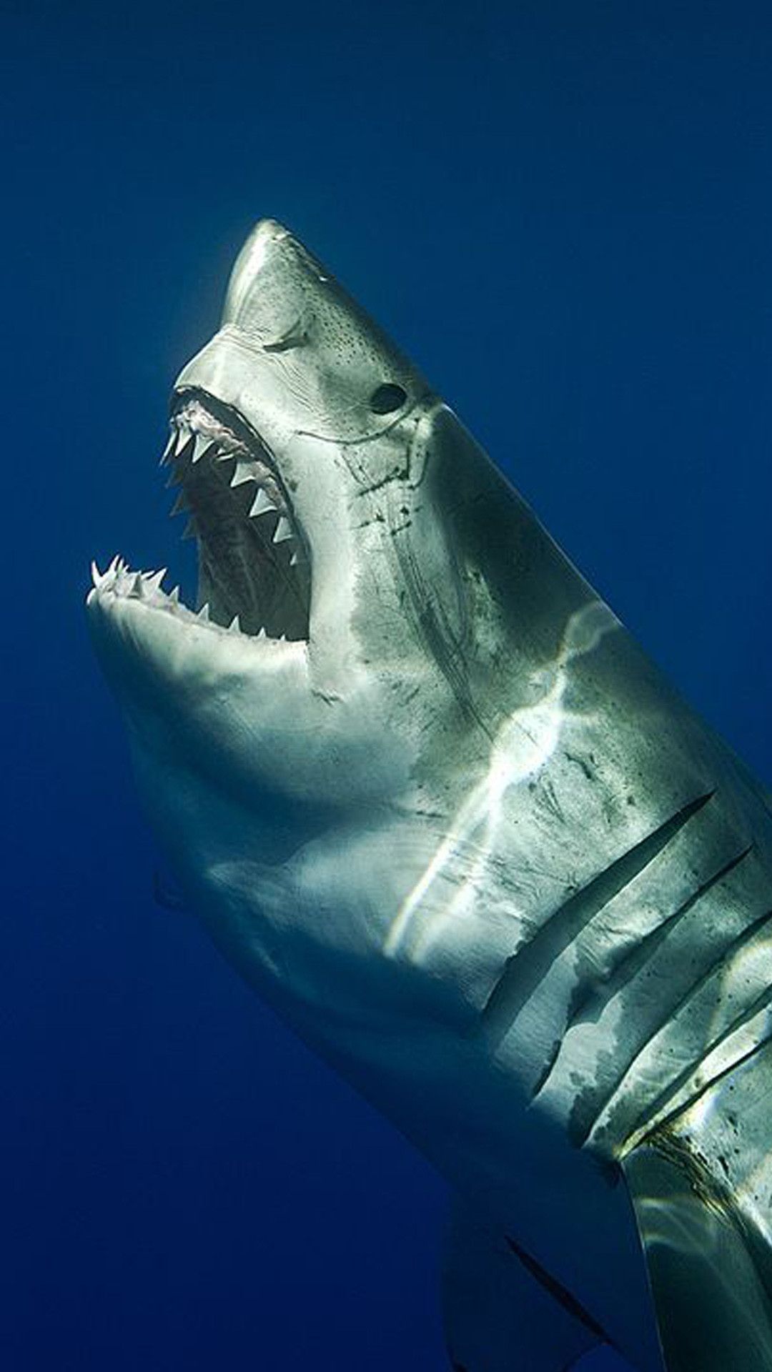 Great White Shark Iphone Wallpapers