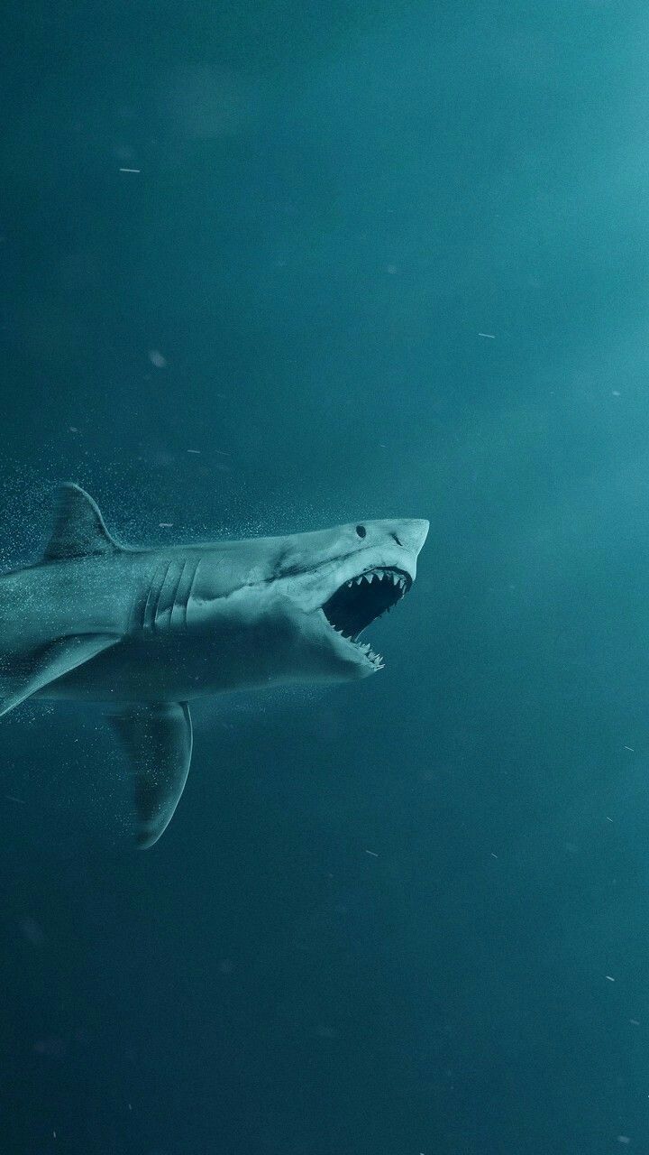 Great White Shark Iphone Wallpapers