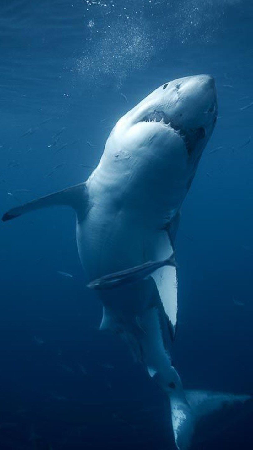 Great White Shark Iphone Wallpapers