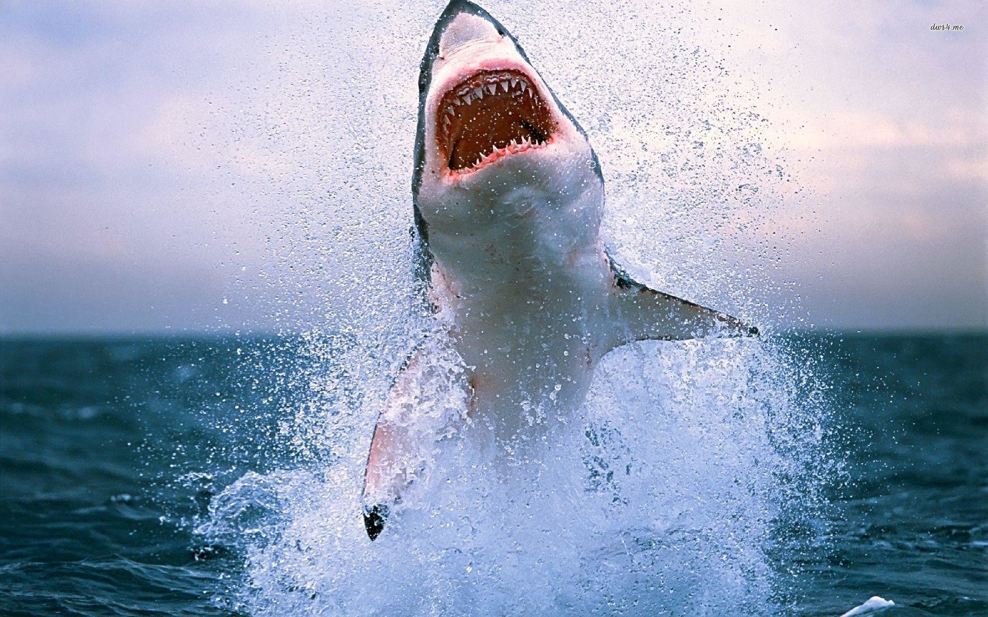 Great White Shark Iphone Wallpapers