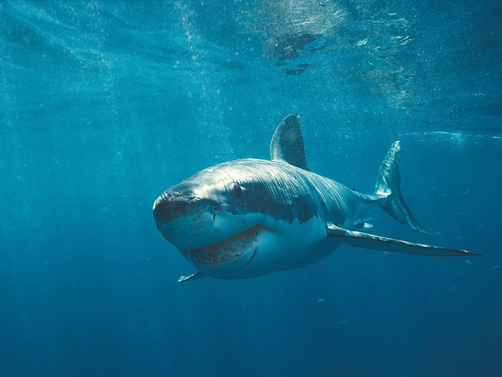 Great White Shark Iphone Wallpapers