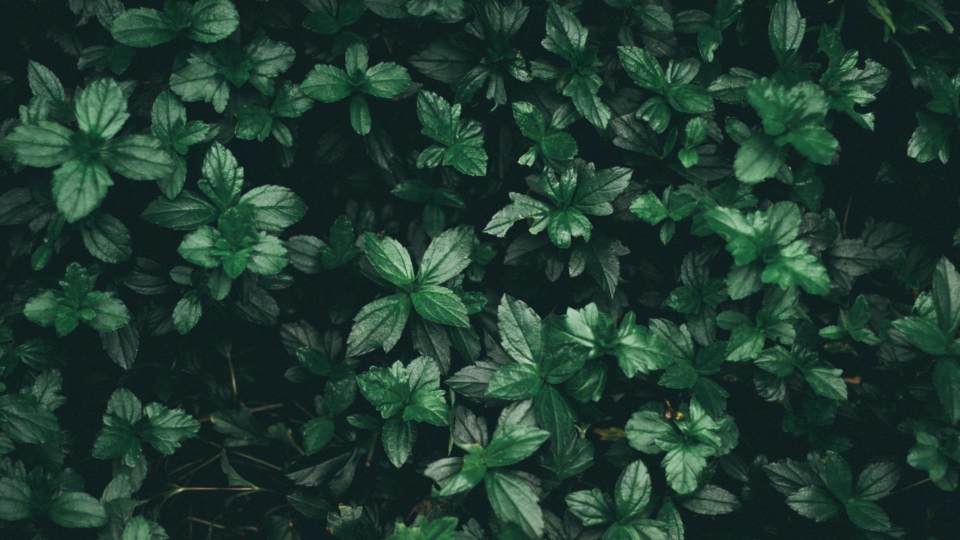 Green Aesthetic Pictures Wallpapers