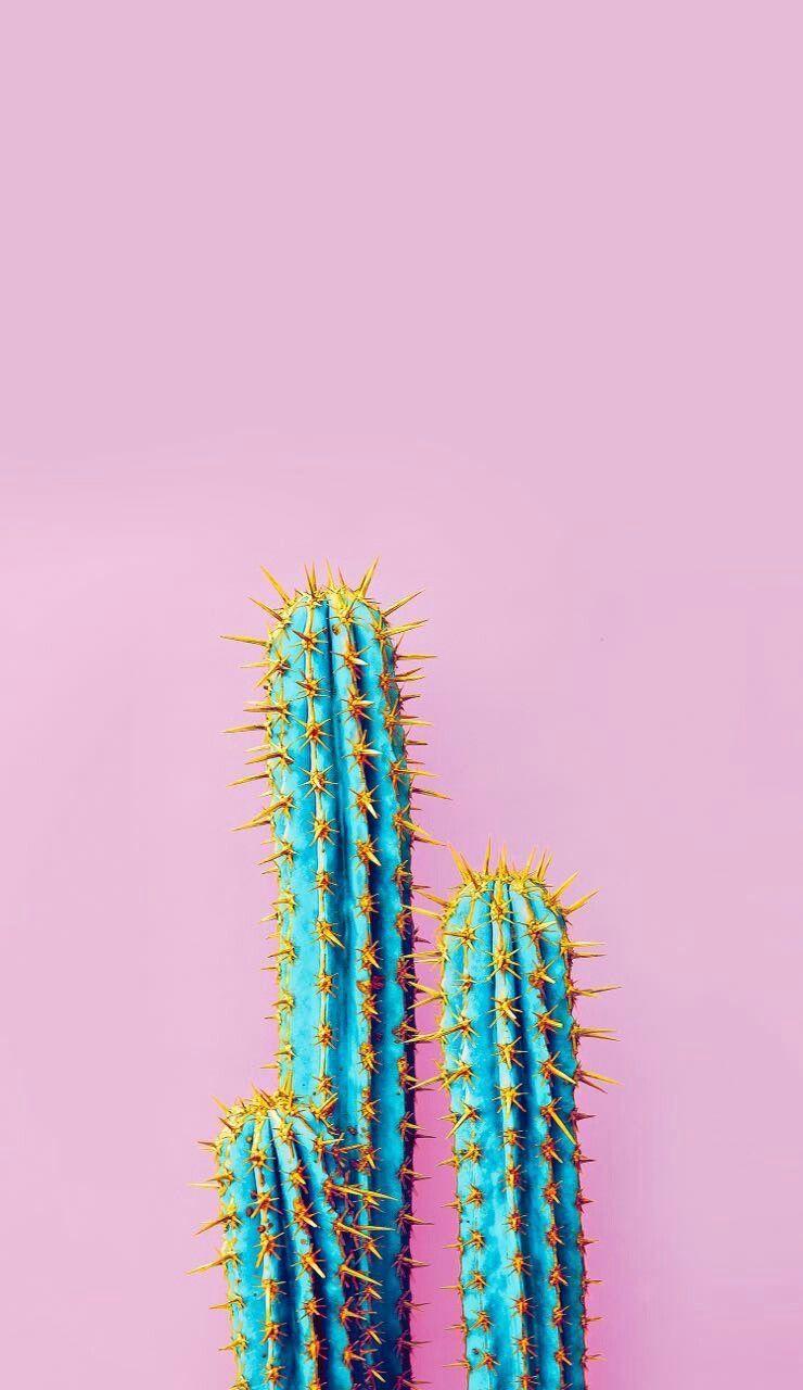 Green Cactus Wallpapers