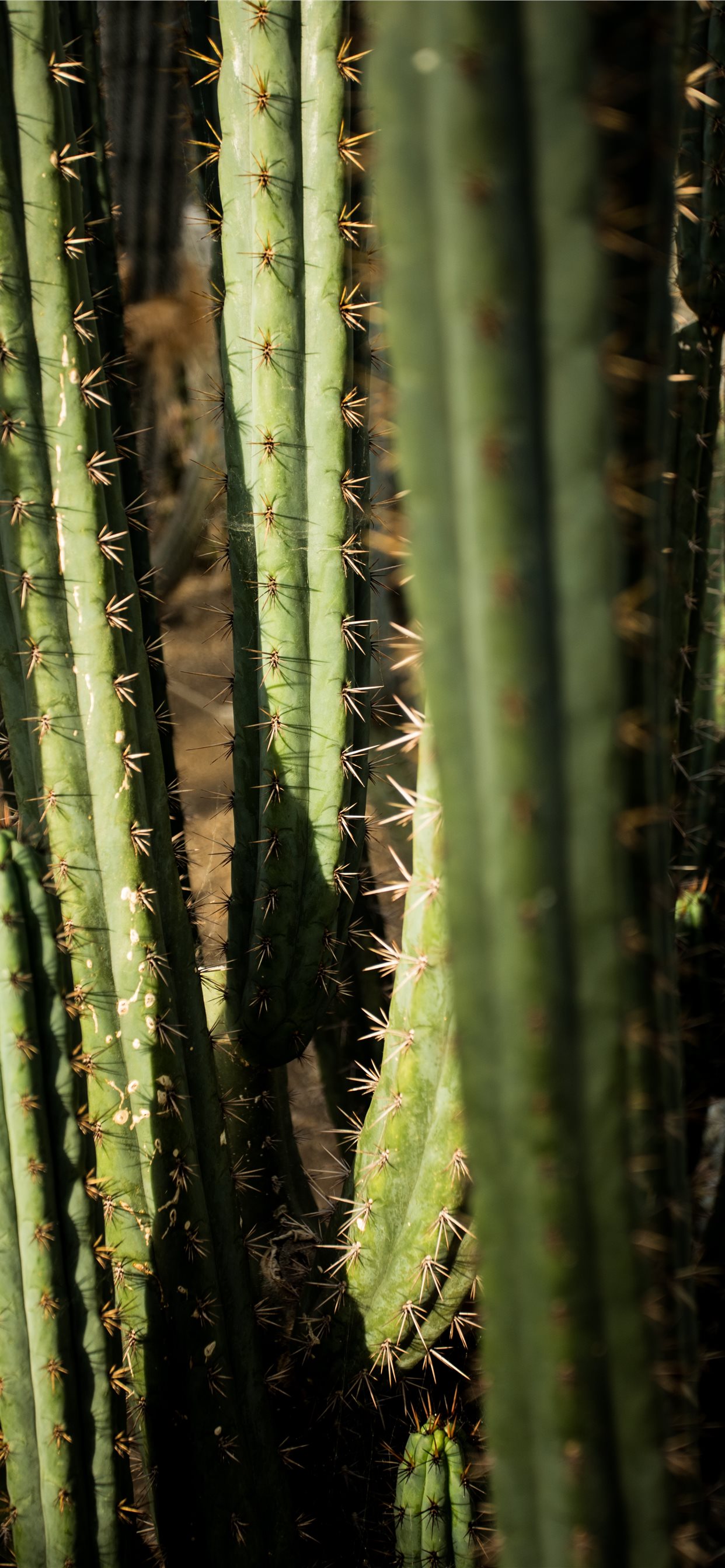 Green Cactus Wallpapers