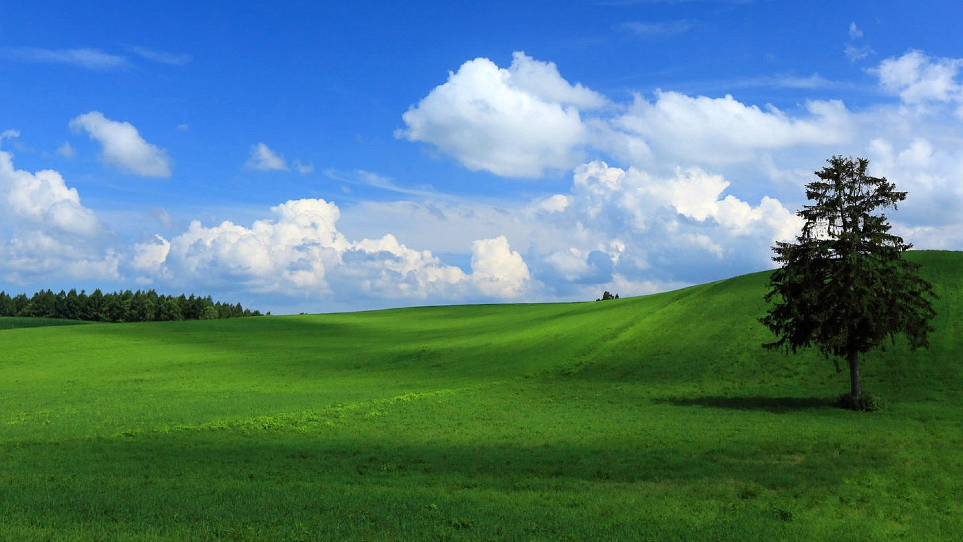 Green Field Wallpapers