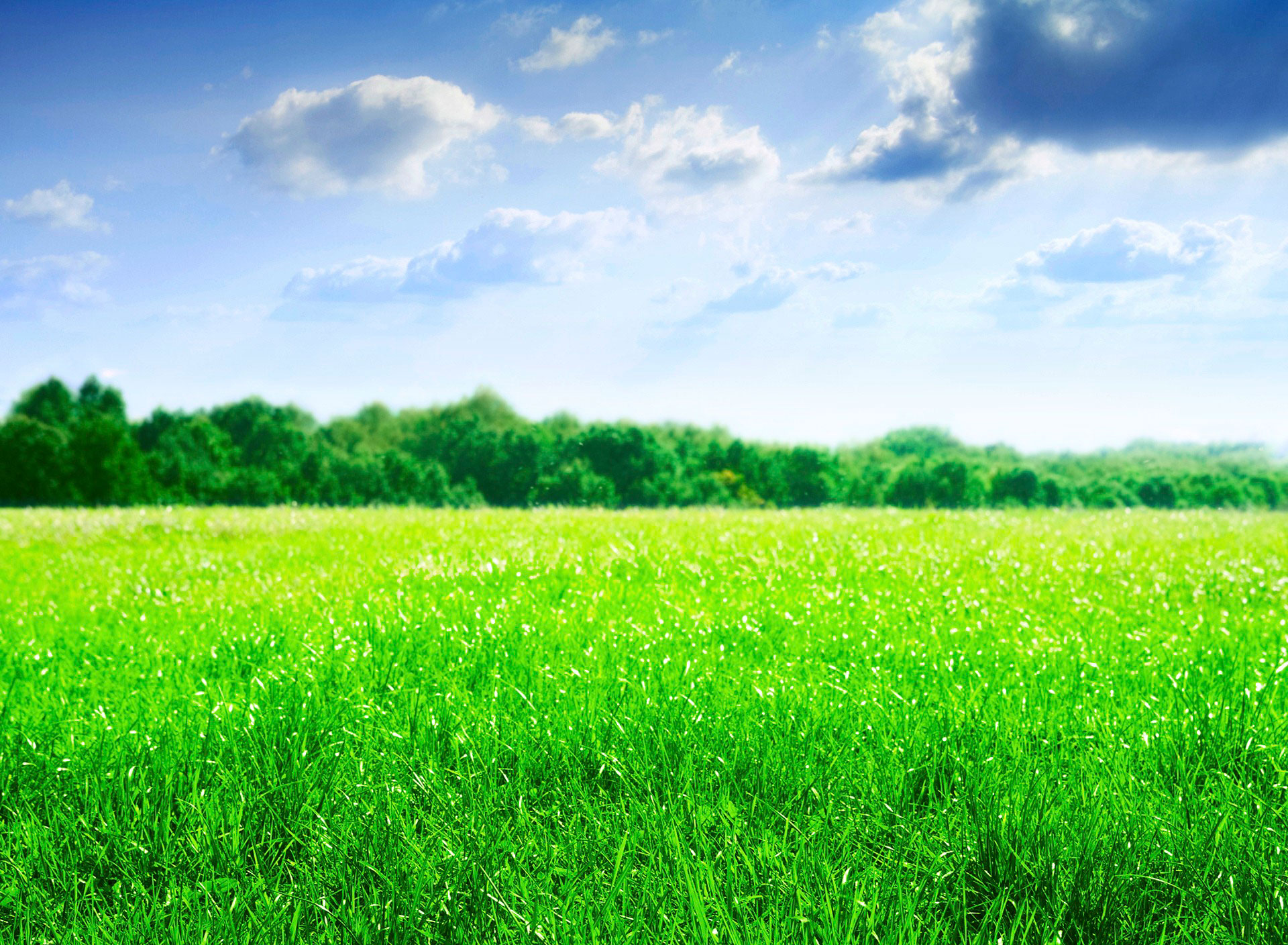 Green Field Wallpapers