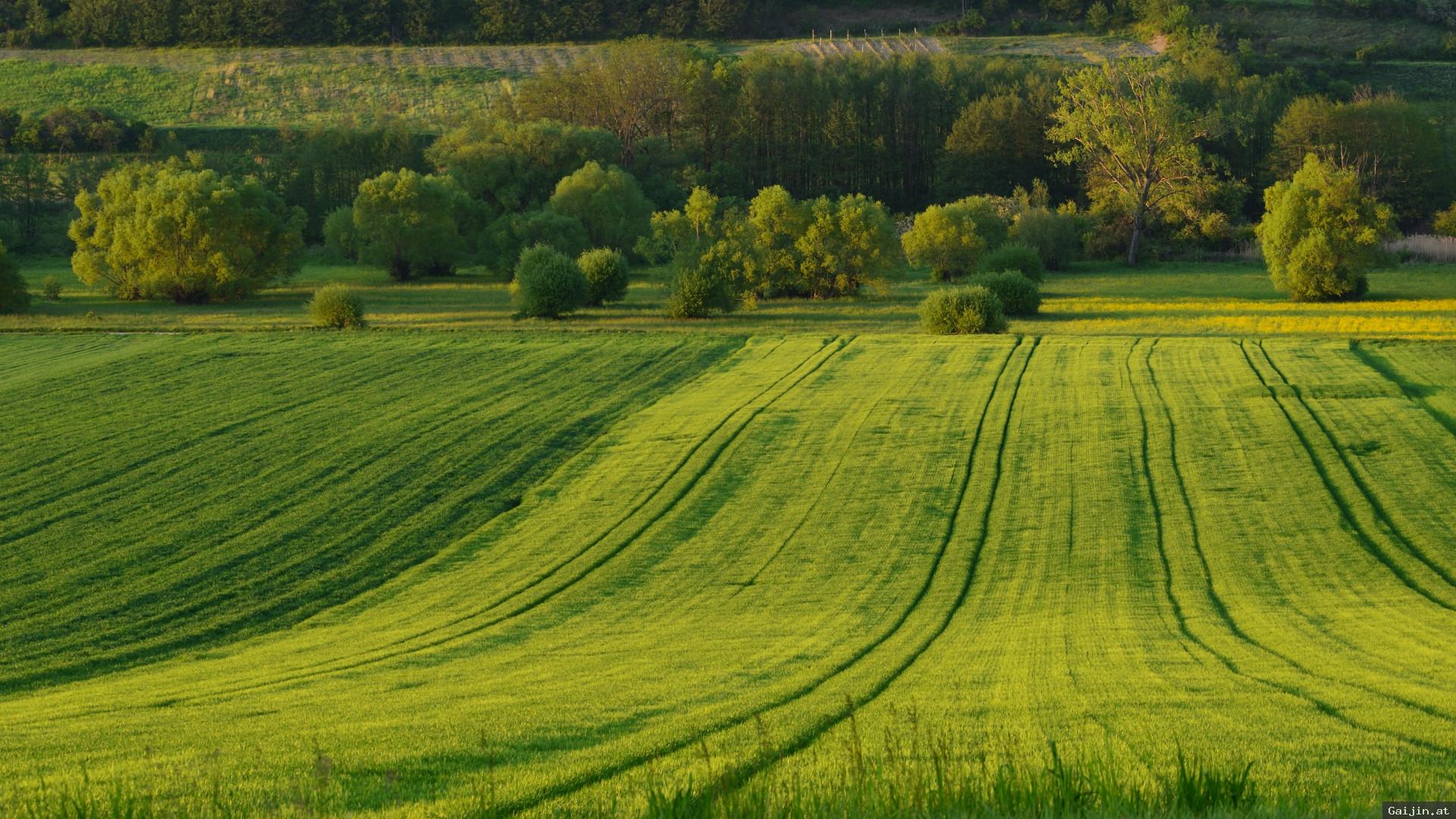 Green Field Wallpapers