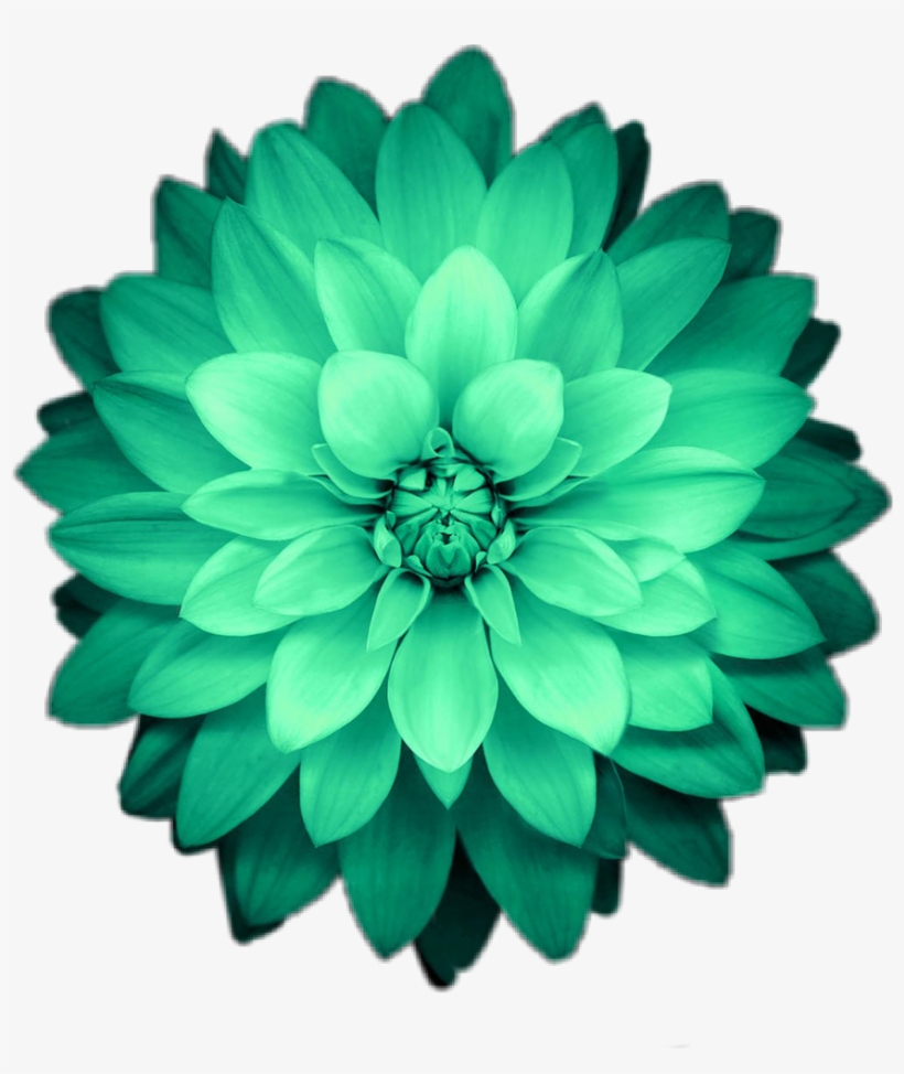 Green Flower Pictures Wallpapers