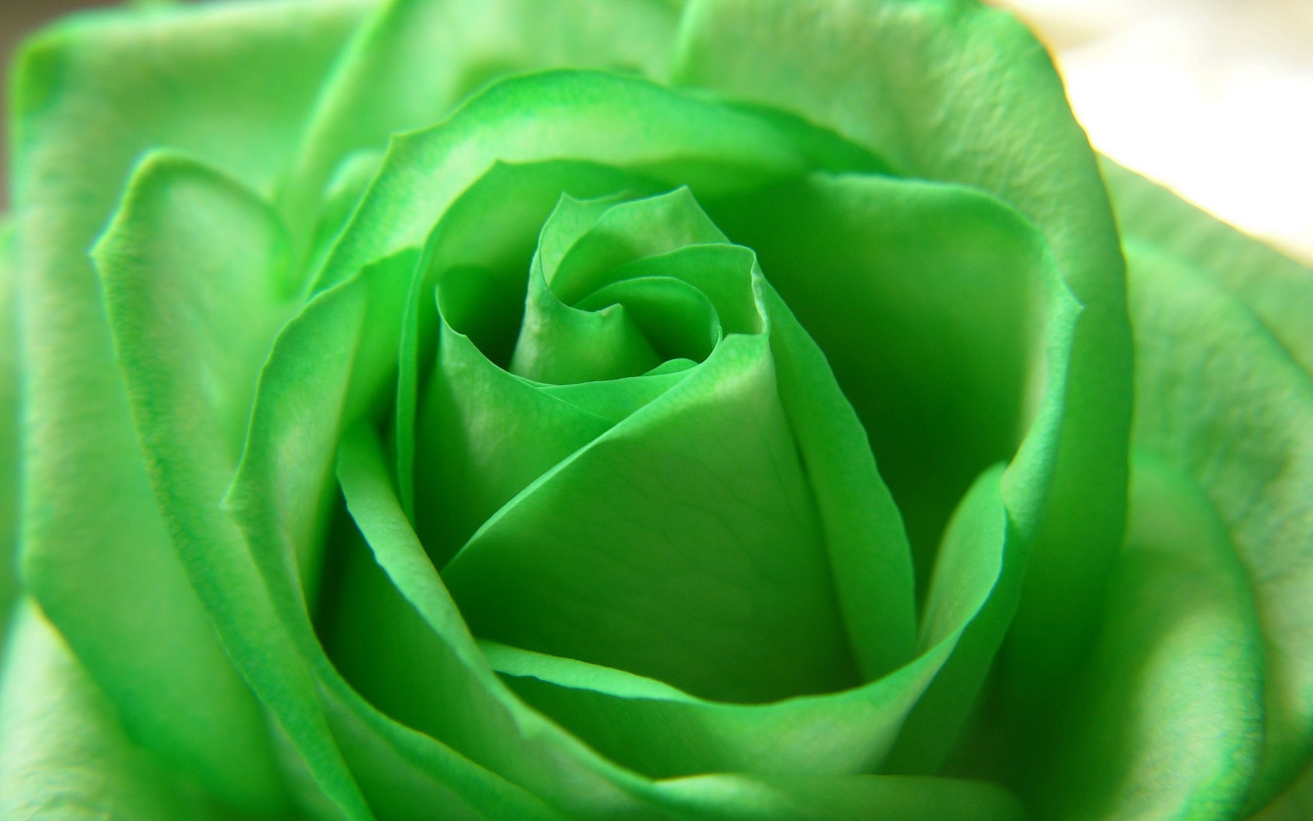 Green Flower Wallpapers