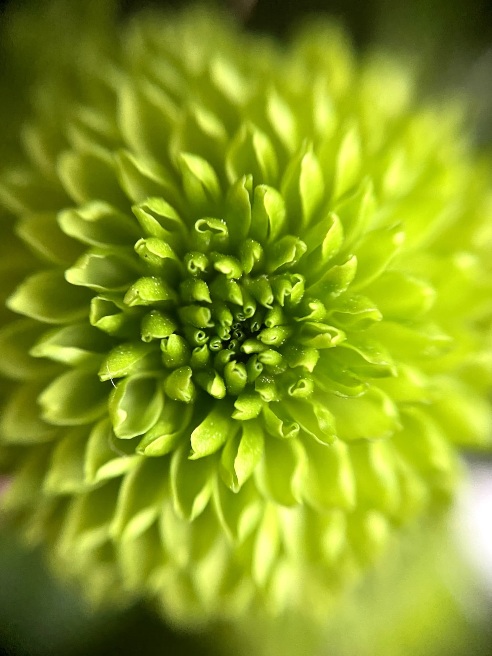 Green Flower Wallpapers