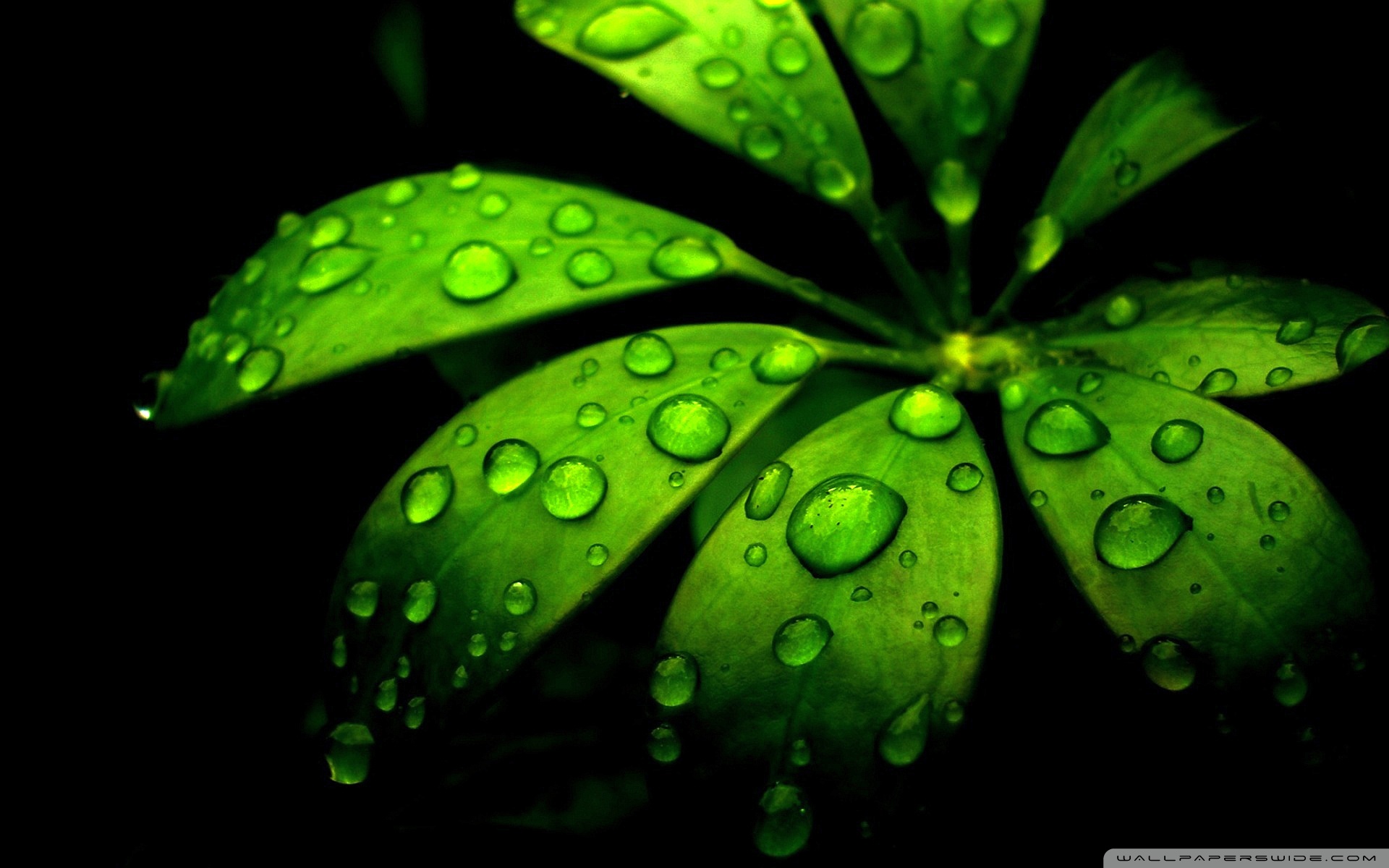 Green Flower Wallpapers