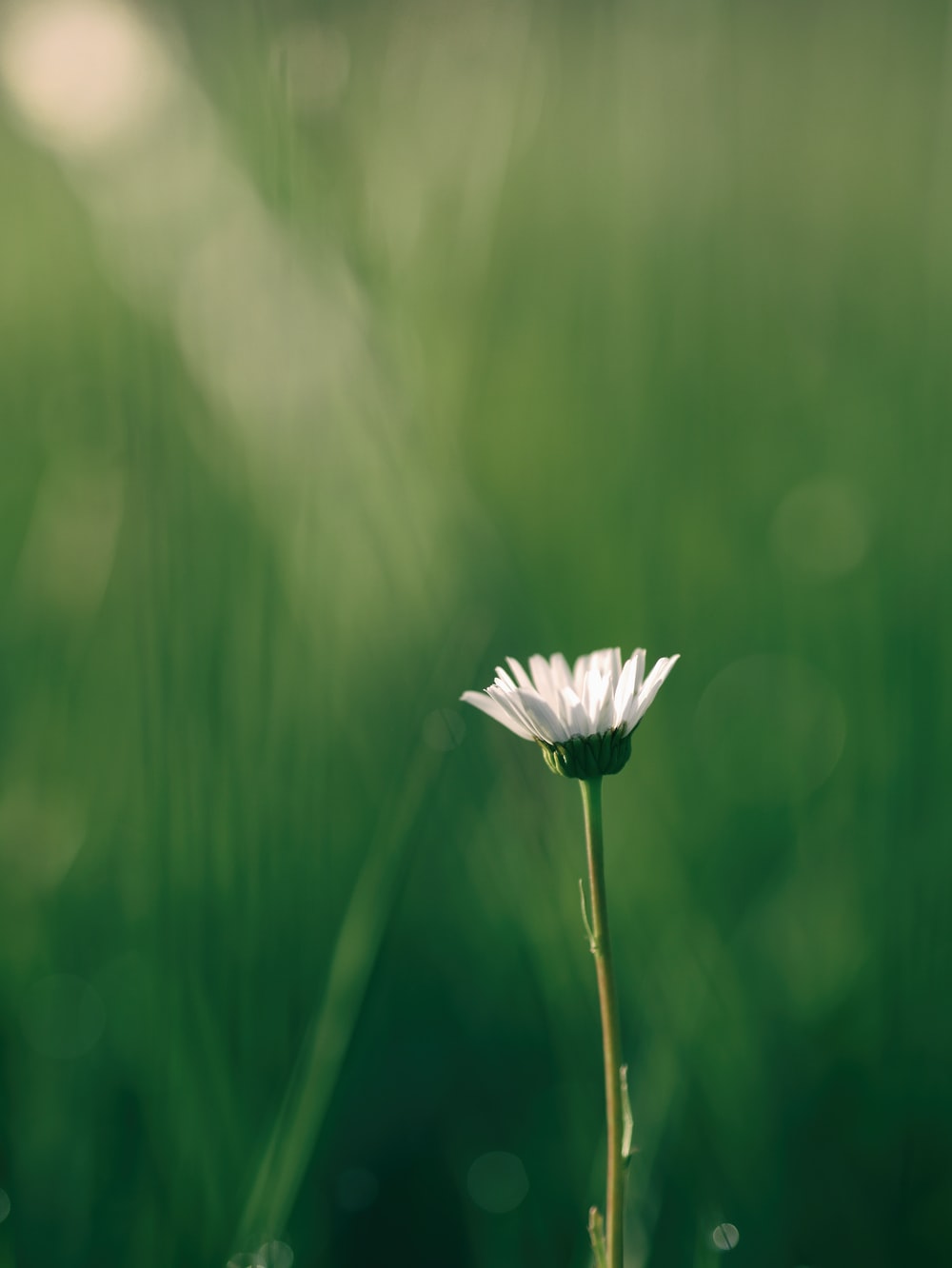 Green Flower Wallpapers