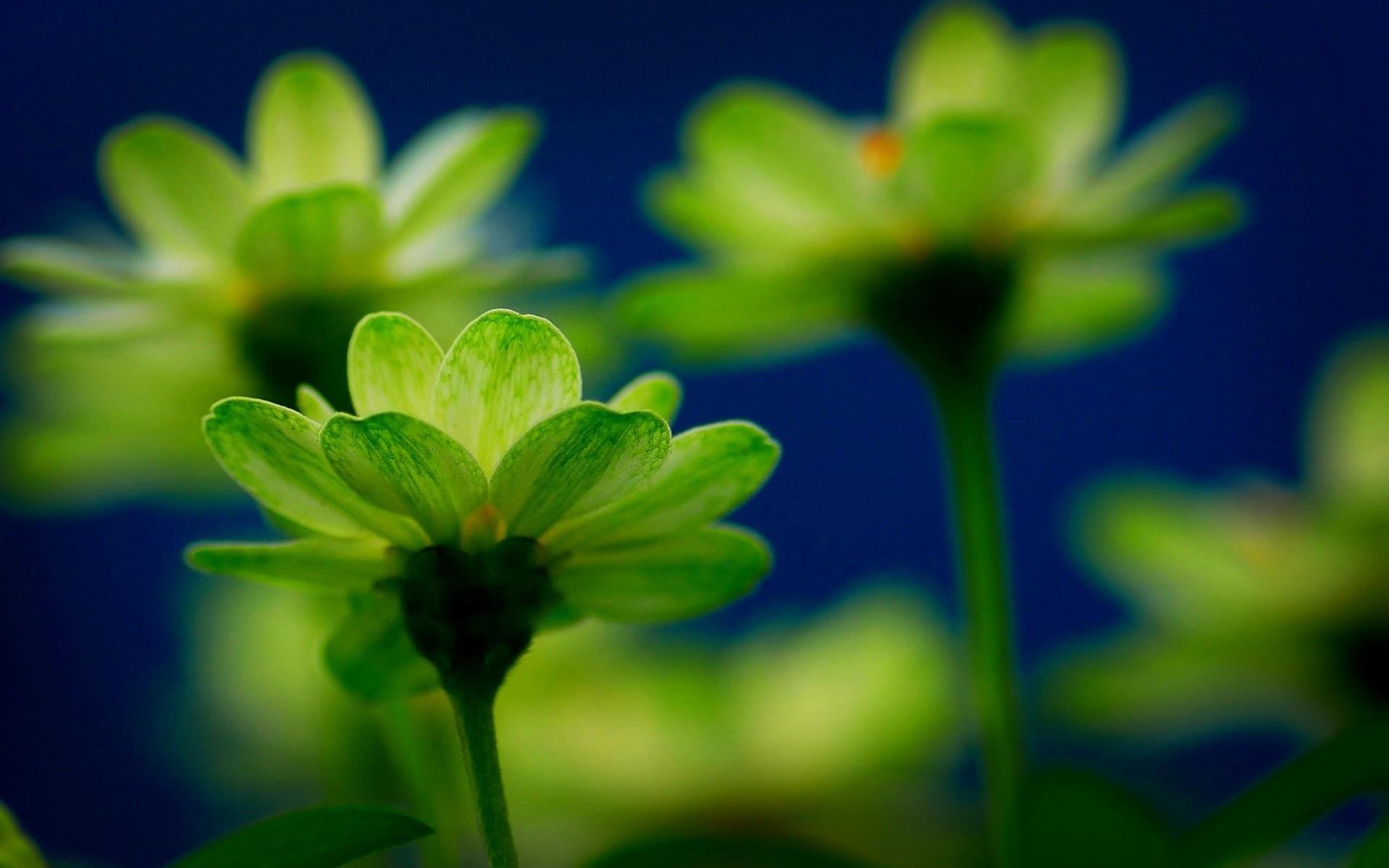 Green Flower Wallpapers