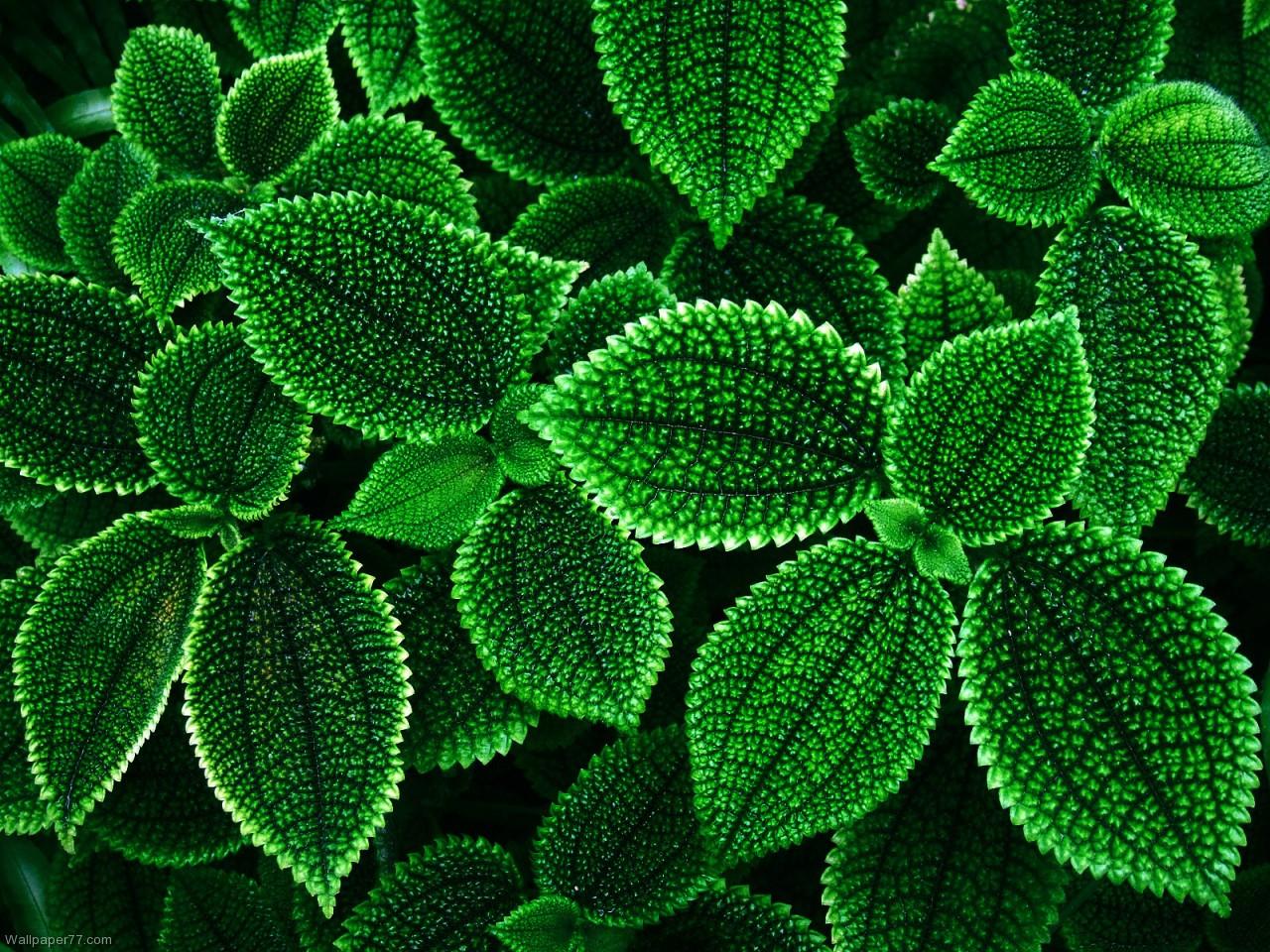 Green Flower Wallpapers