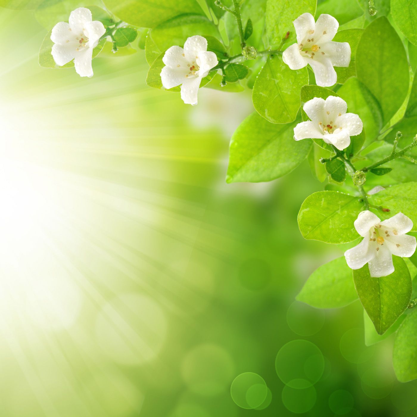 Green Flower Wallpapers