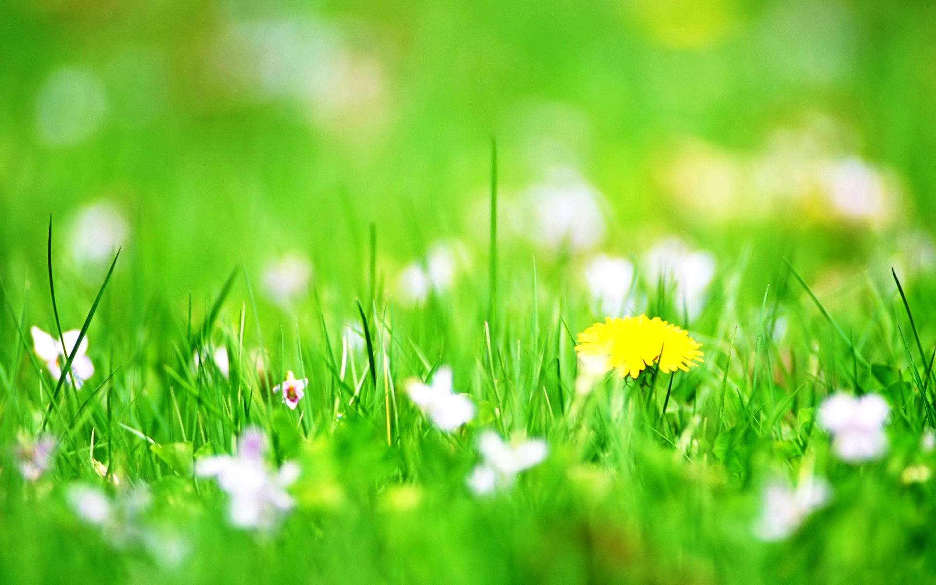 Green Flower Wallpapers