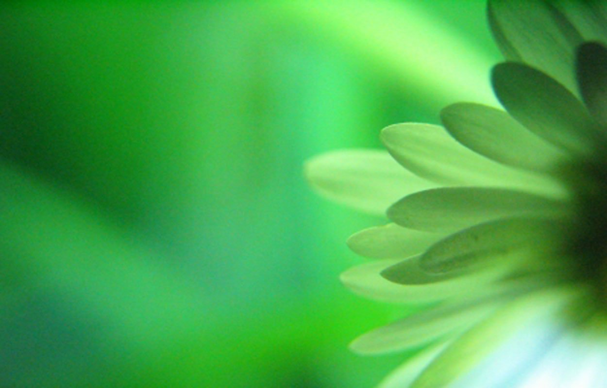 Green Flower Wallpapers