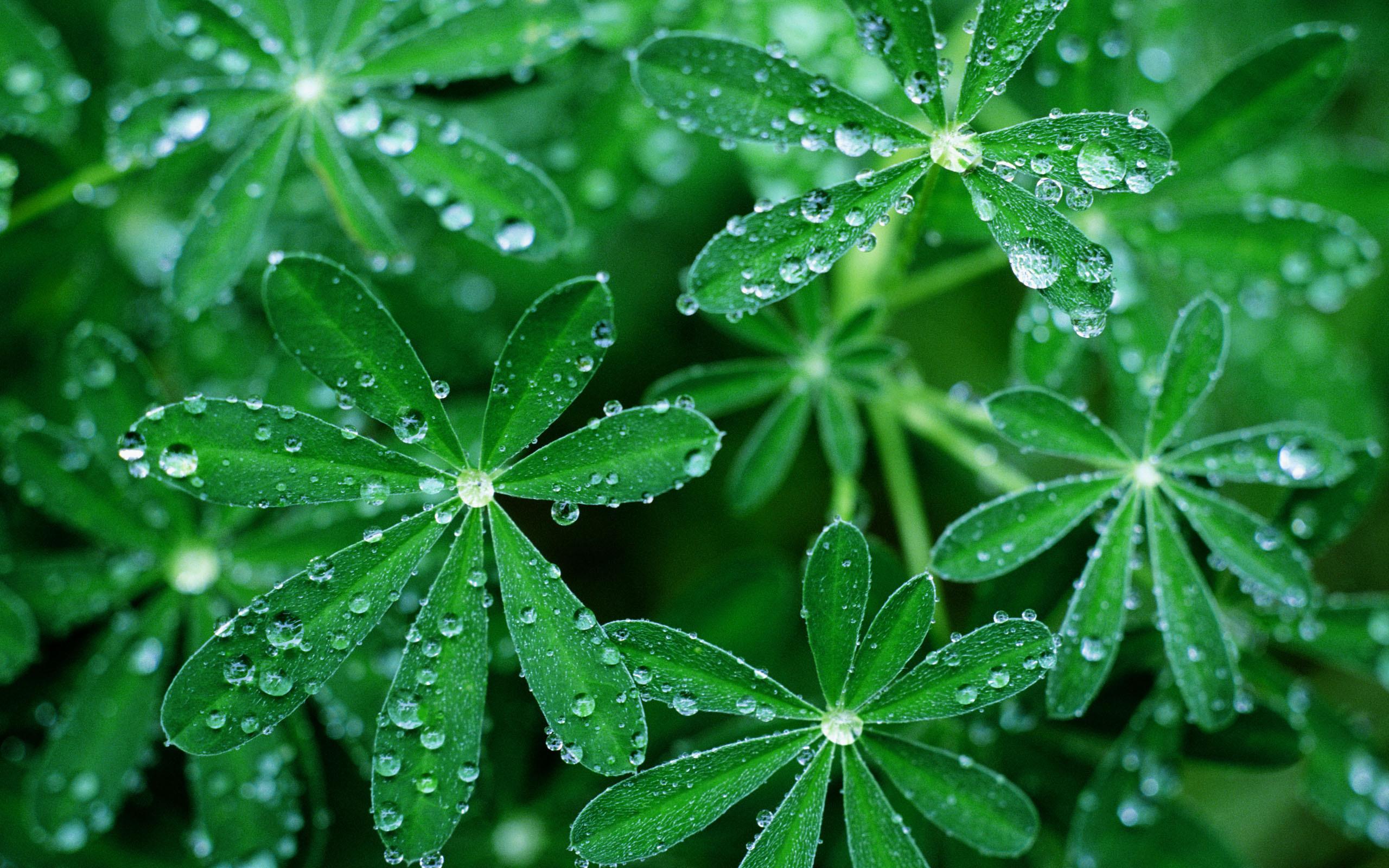 Green Flower Wallpapers