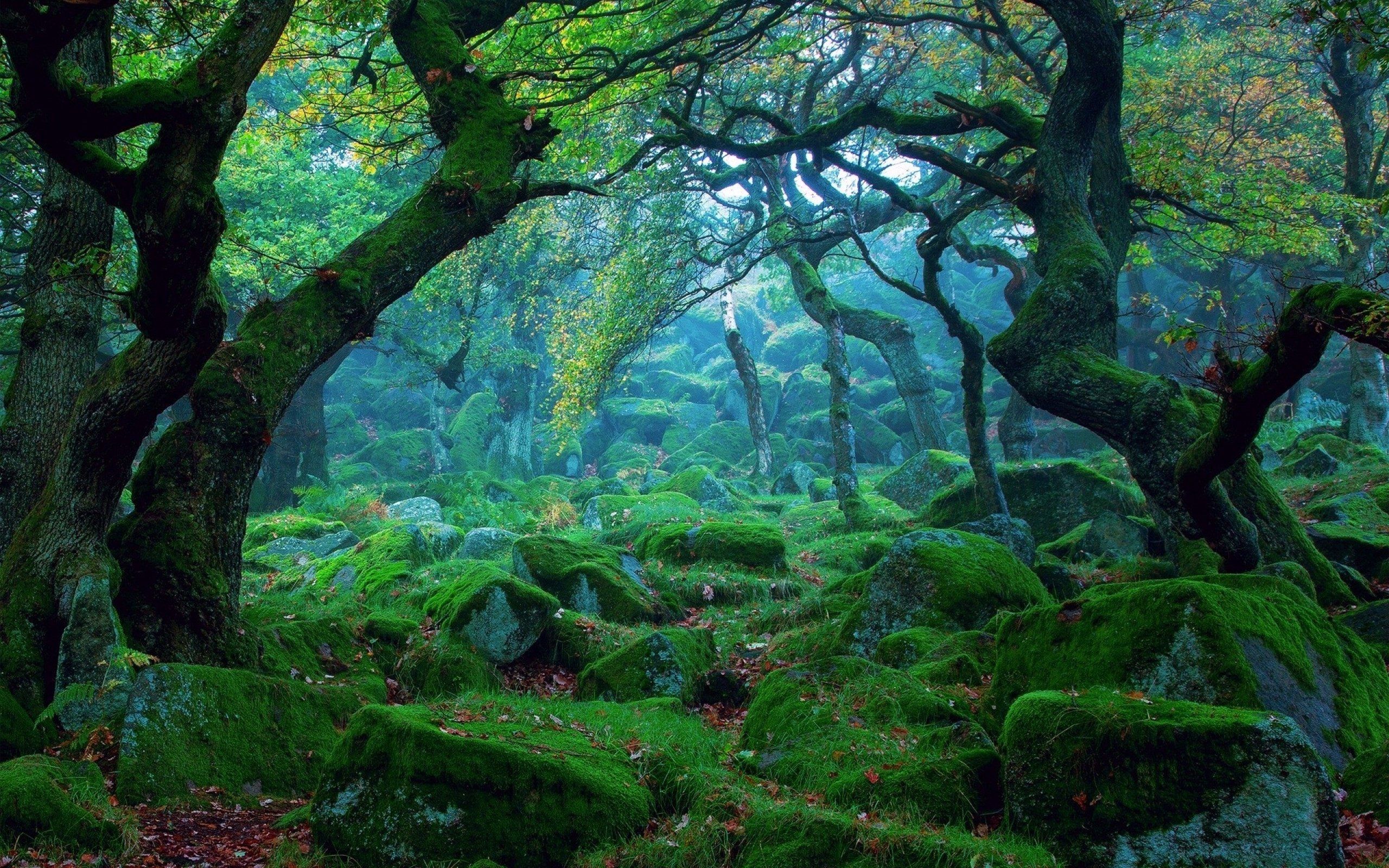 Green Forest Landscape Wallpapers