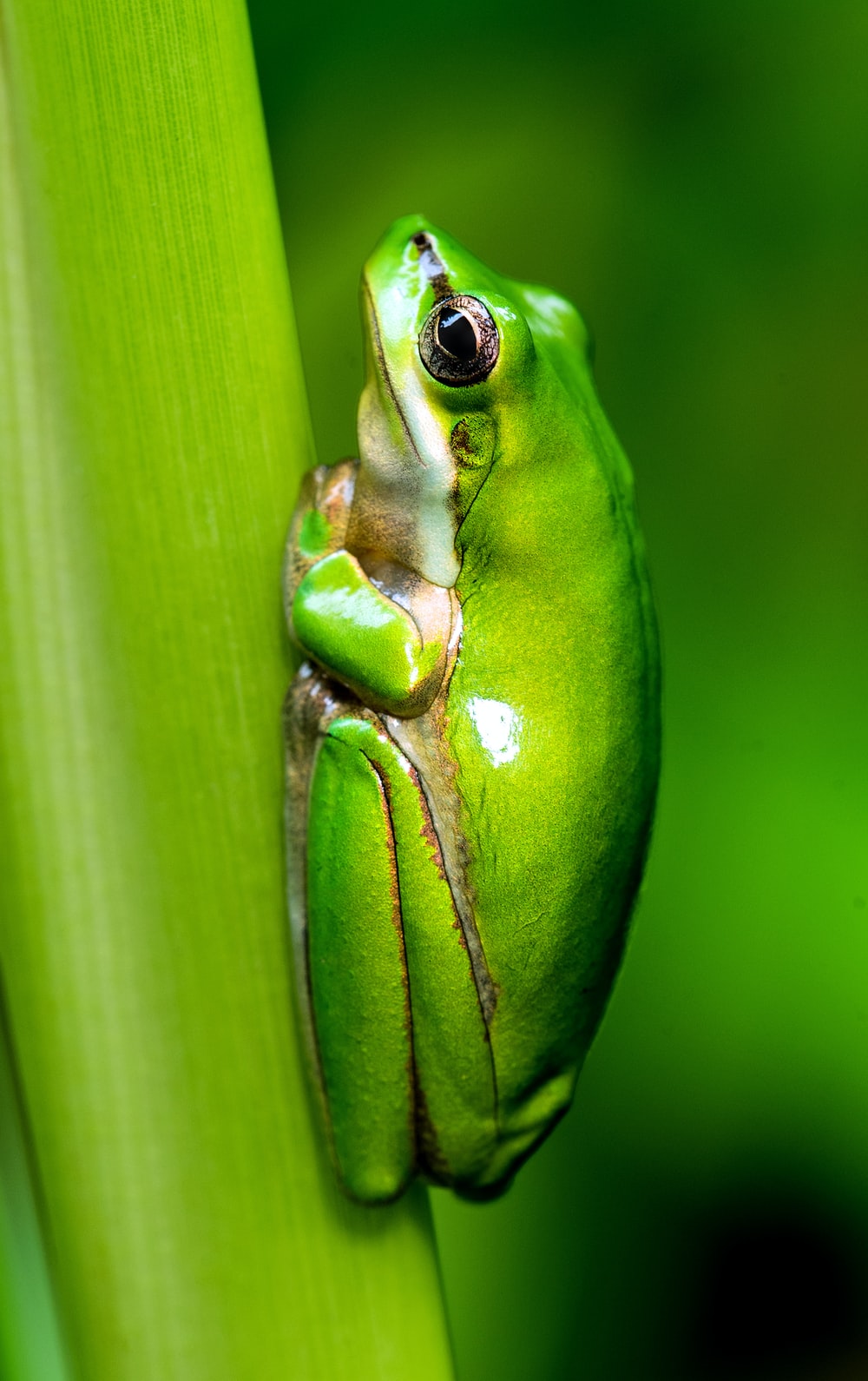 Green Frog Wallpapers