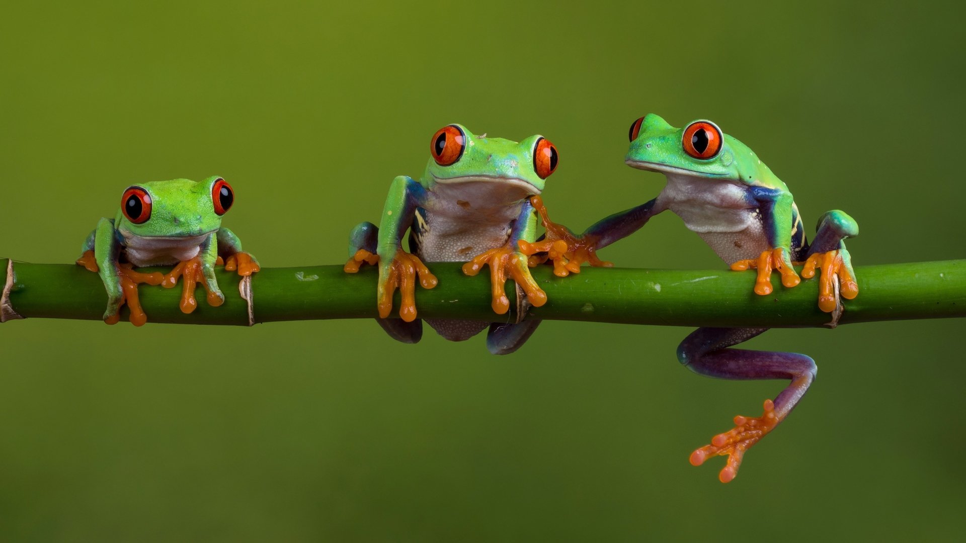 Green Frog Wallpapers