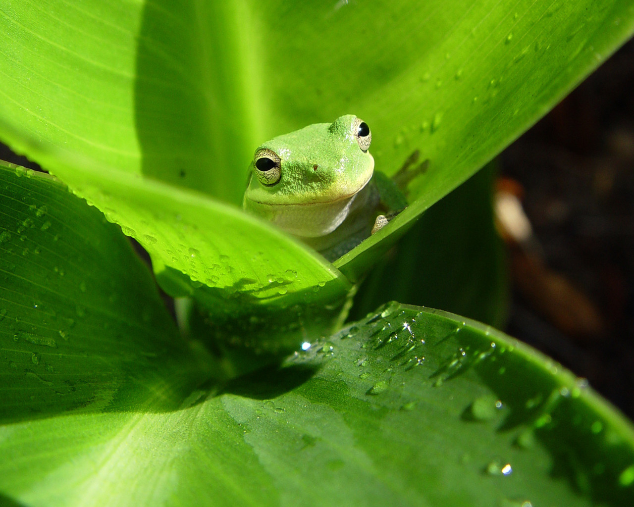 Green Frog Wallpapers