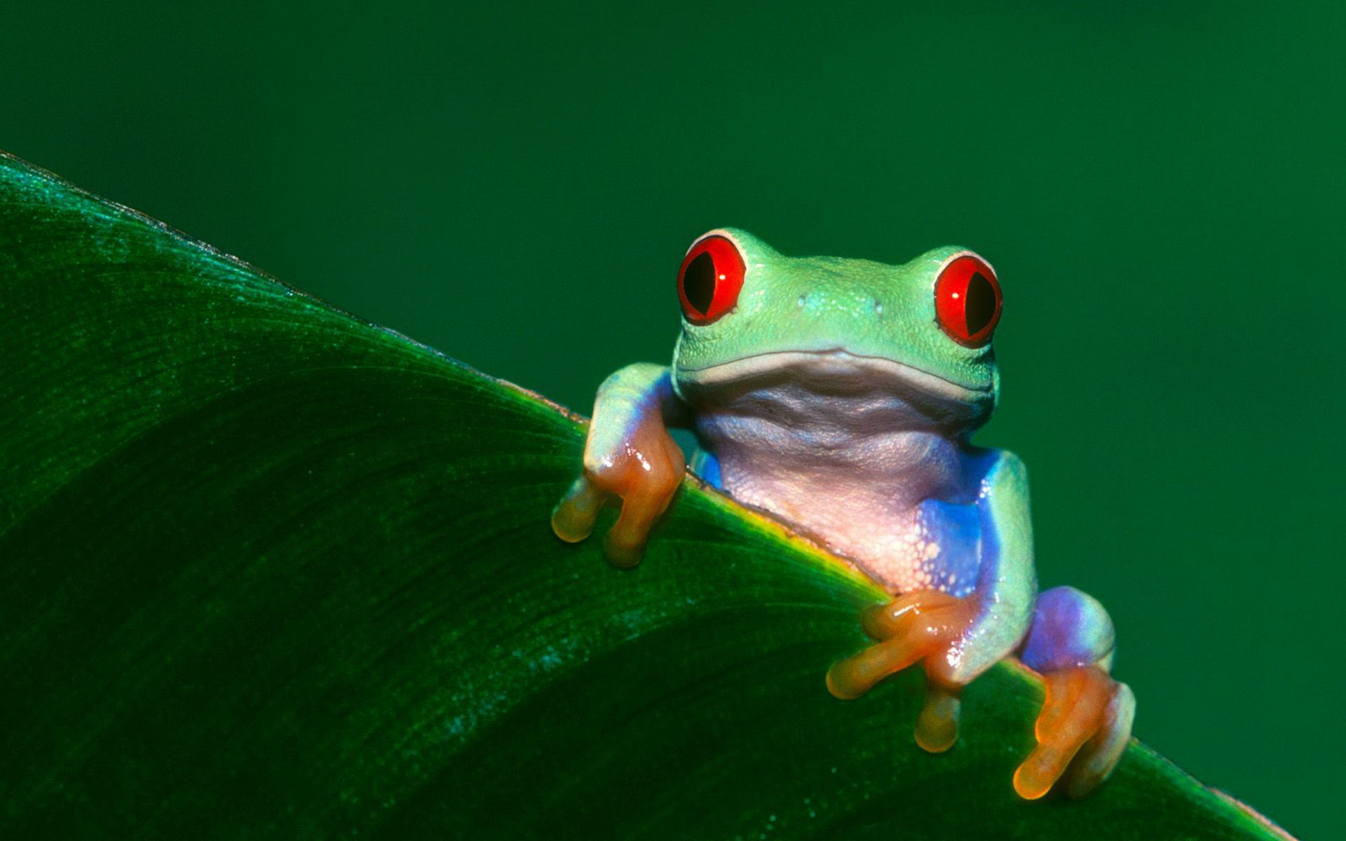 Green Frog Wallpapers