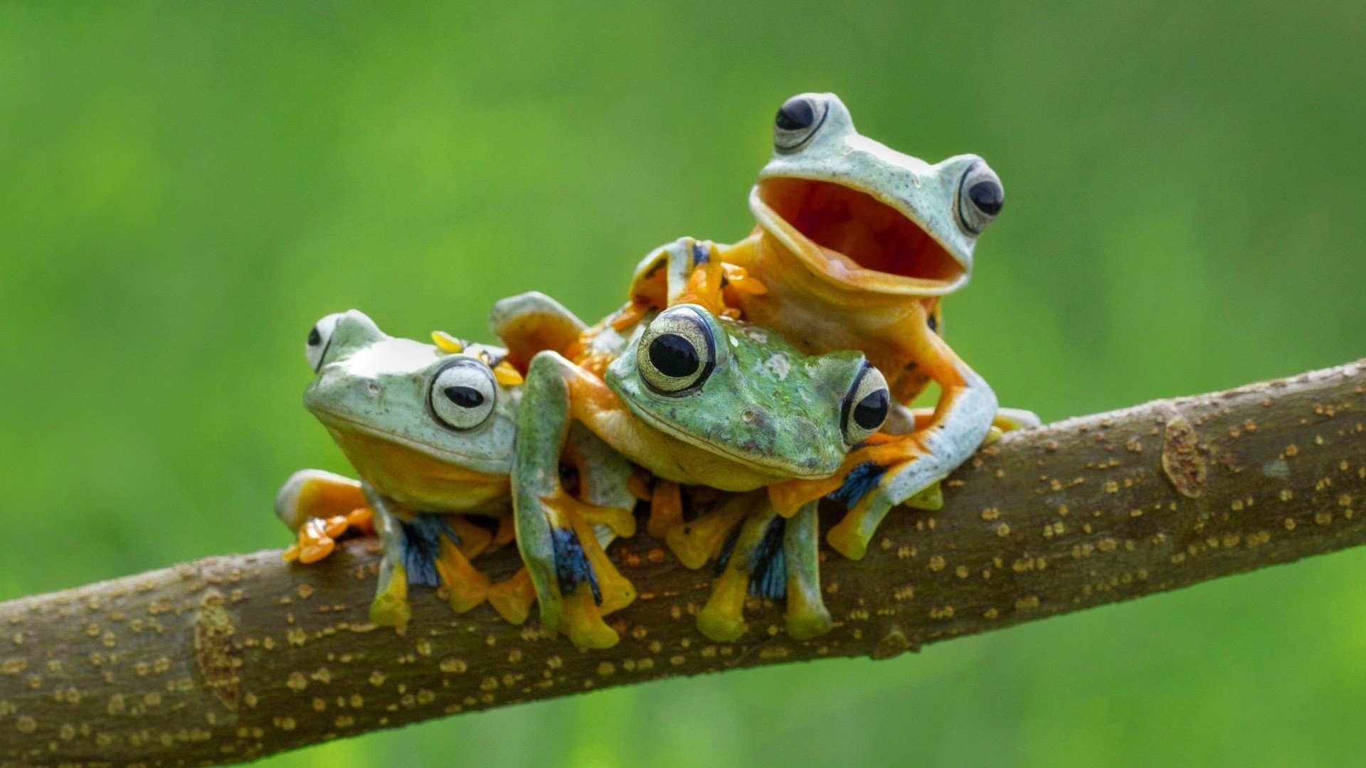 Green Frog Wallpapers