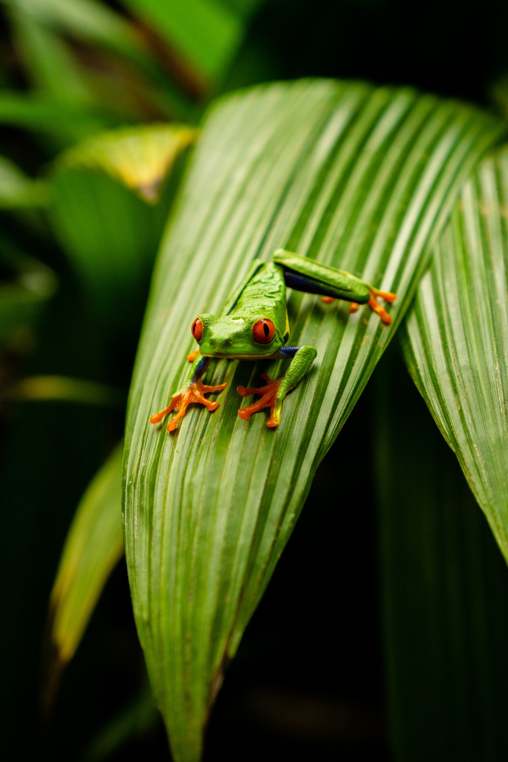 Green Frog Wallpapers