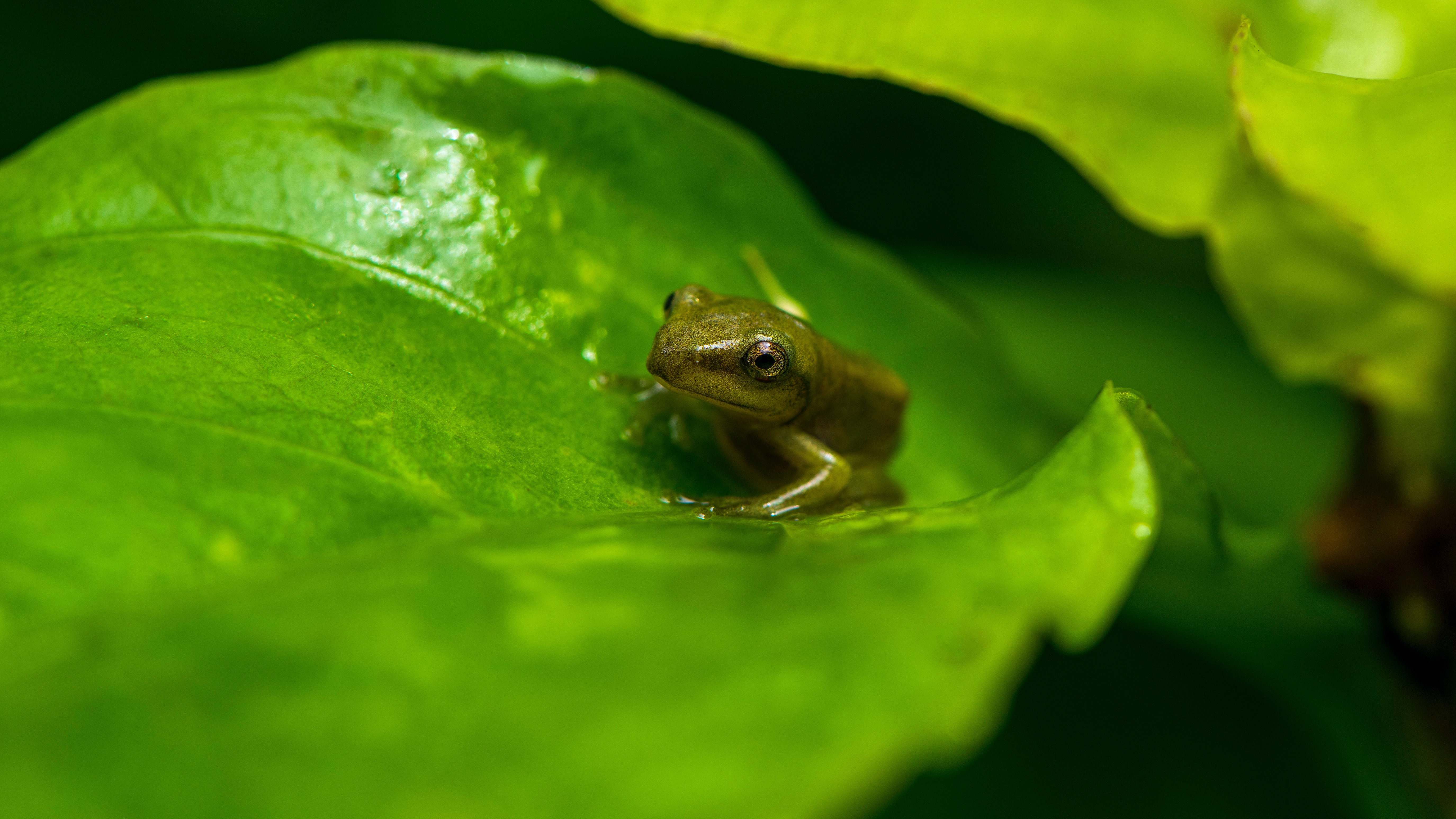 Green Frog Wallpapers